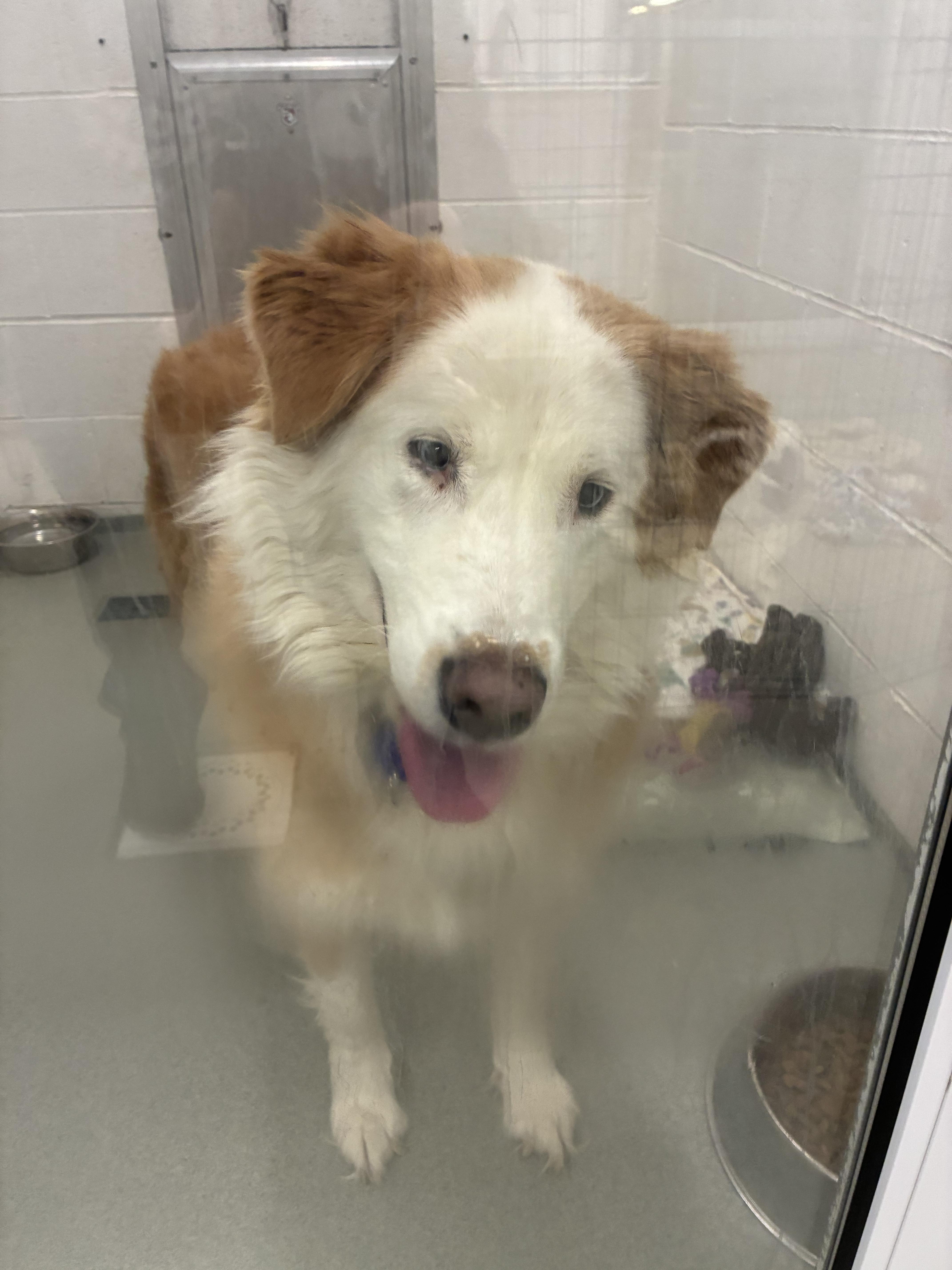 Enlarge Keno, an adopted mixed breed in Indiana, PA image 2/2