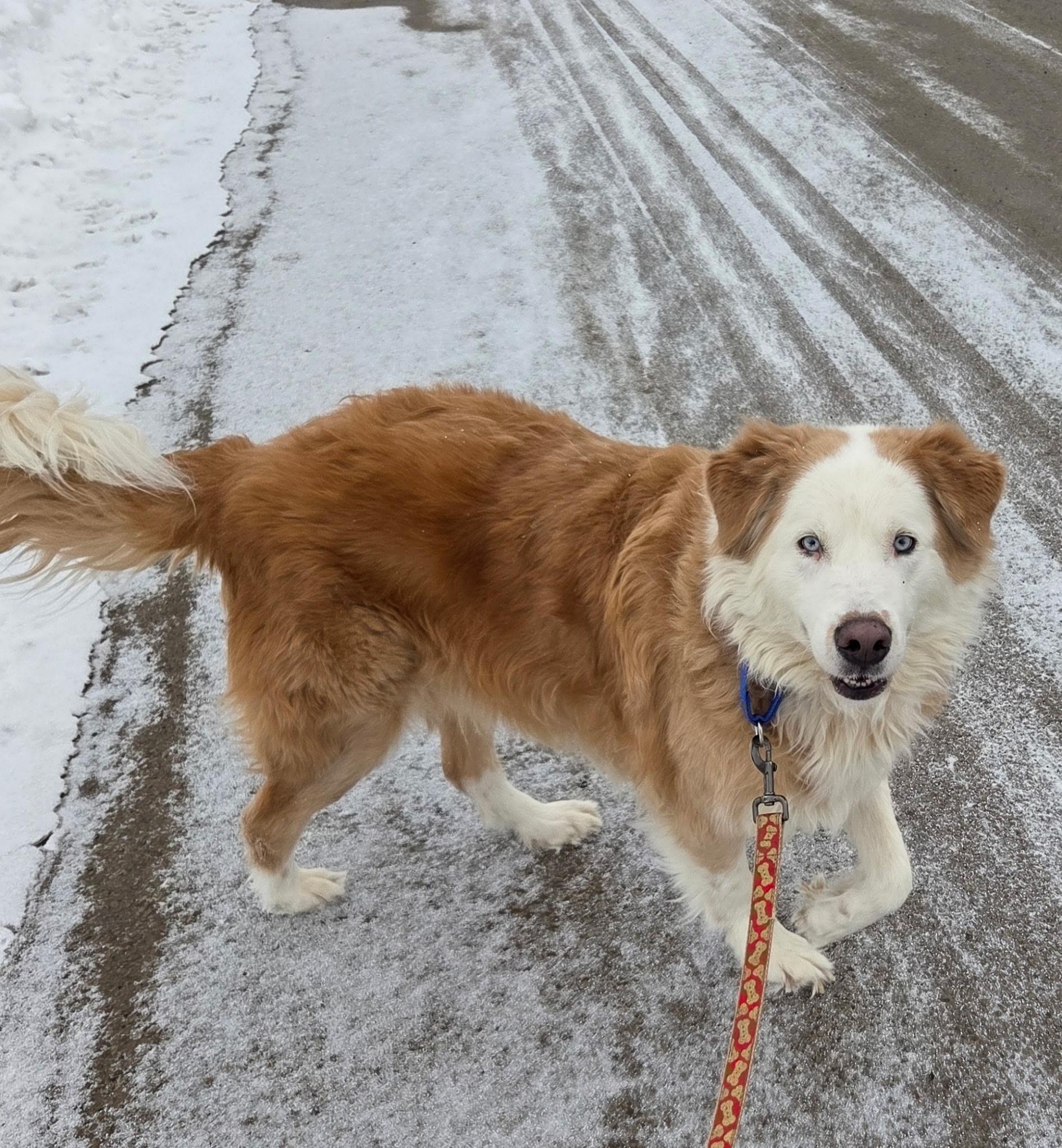 Keno, adopted, Adult Male Collie.