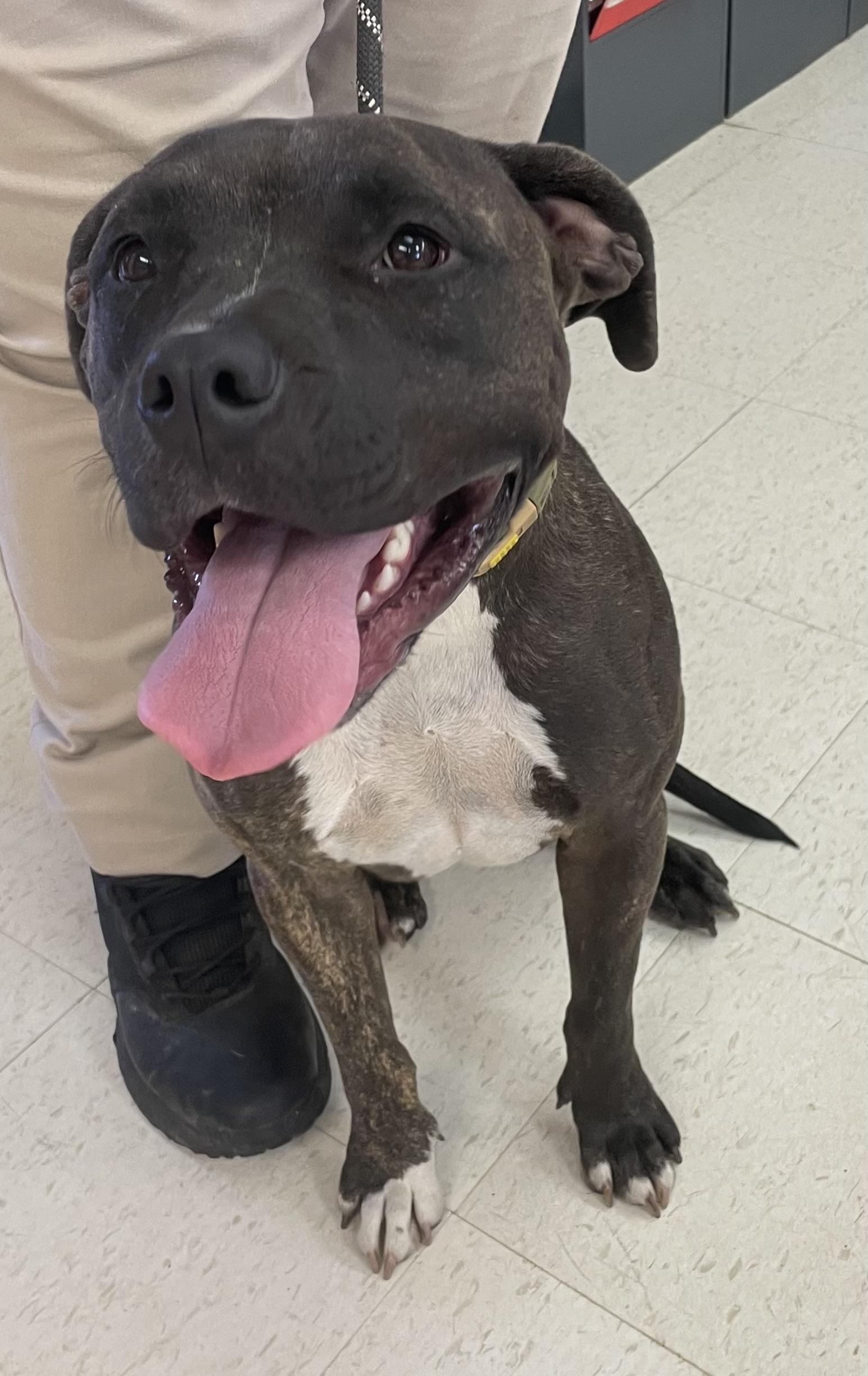 Willow AVAILABLE, Adoptable, Adult Female Pit Bull Terrier.