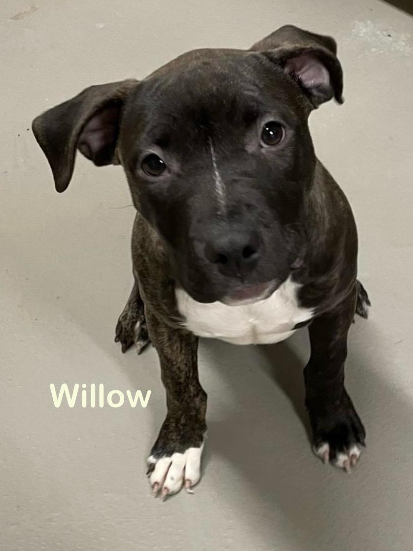 Enlarge Willow  AVAILABLE, a Adoptable Pit Bull Terrier in Canton, OH image 2/2