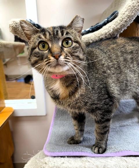 Enlarge Penny, a ADOPTABLE Domestic Short Hair in Medina, OH image 1/1