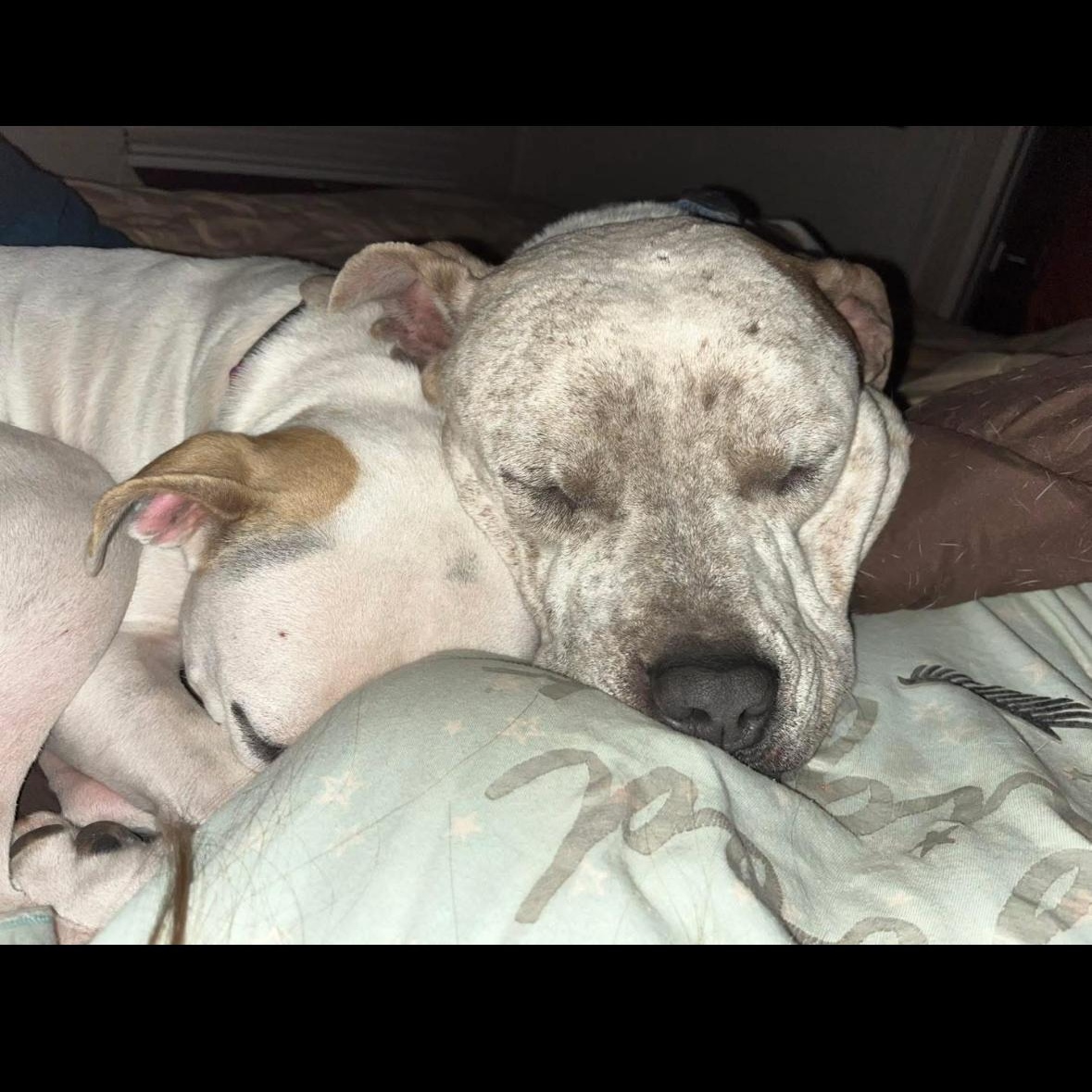 Enlarge Budha, a Adoptable Mixed Breed in Magnolia, TX image 2/3