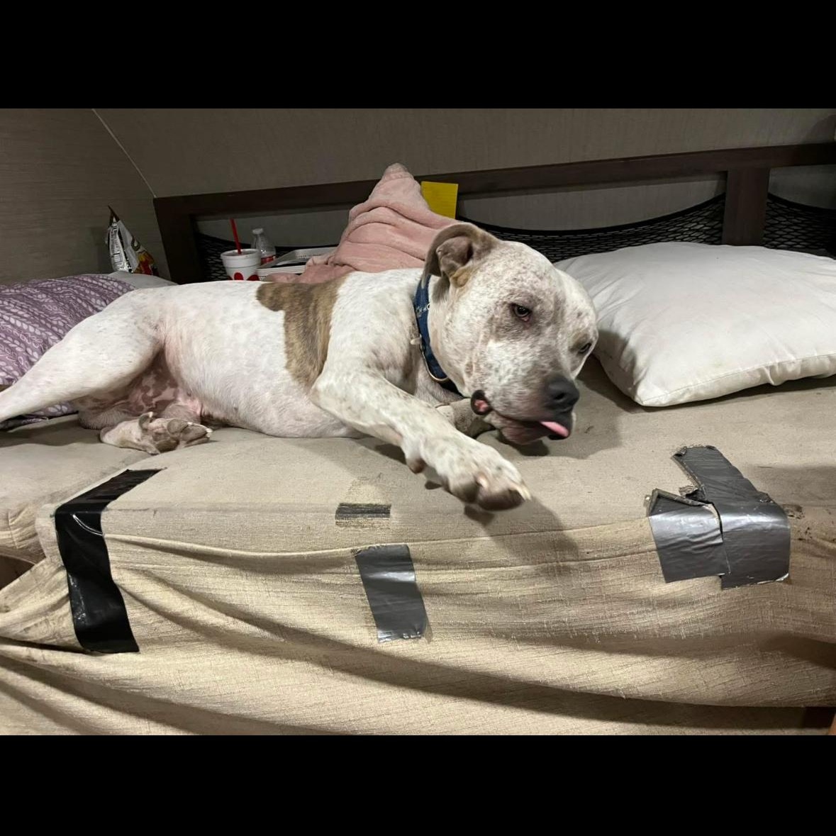 Enlarge Budha, a Adoptable Mixed Breed in Magnolia, TX image 3/3