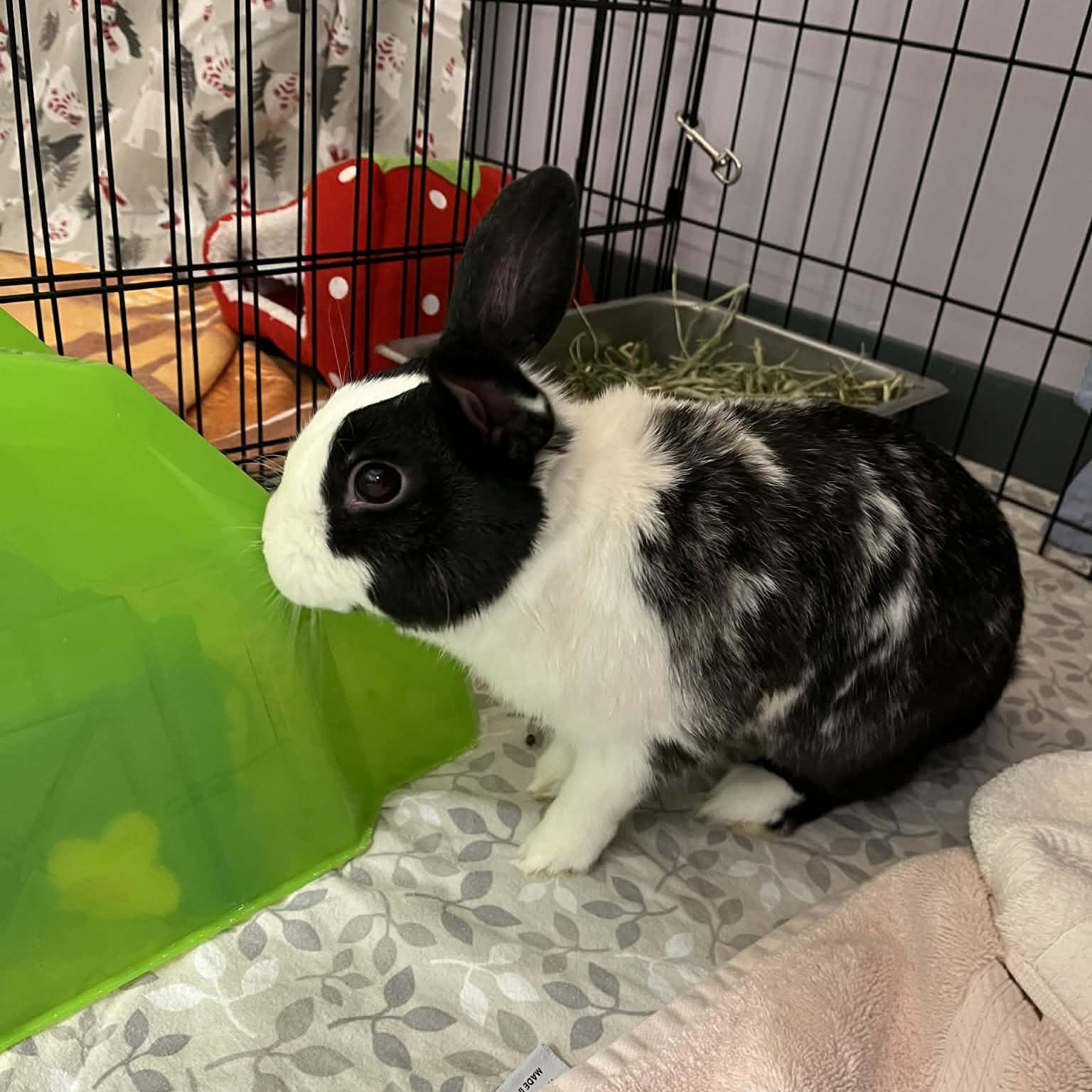 Mica & Casper, ADOPTABLE, Young Male Dutch.