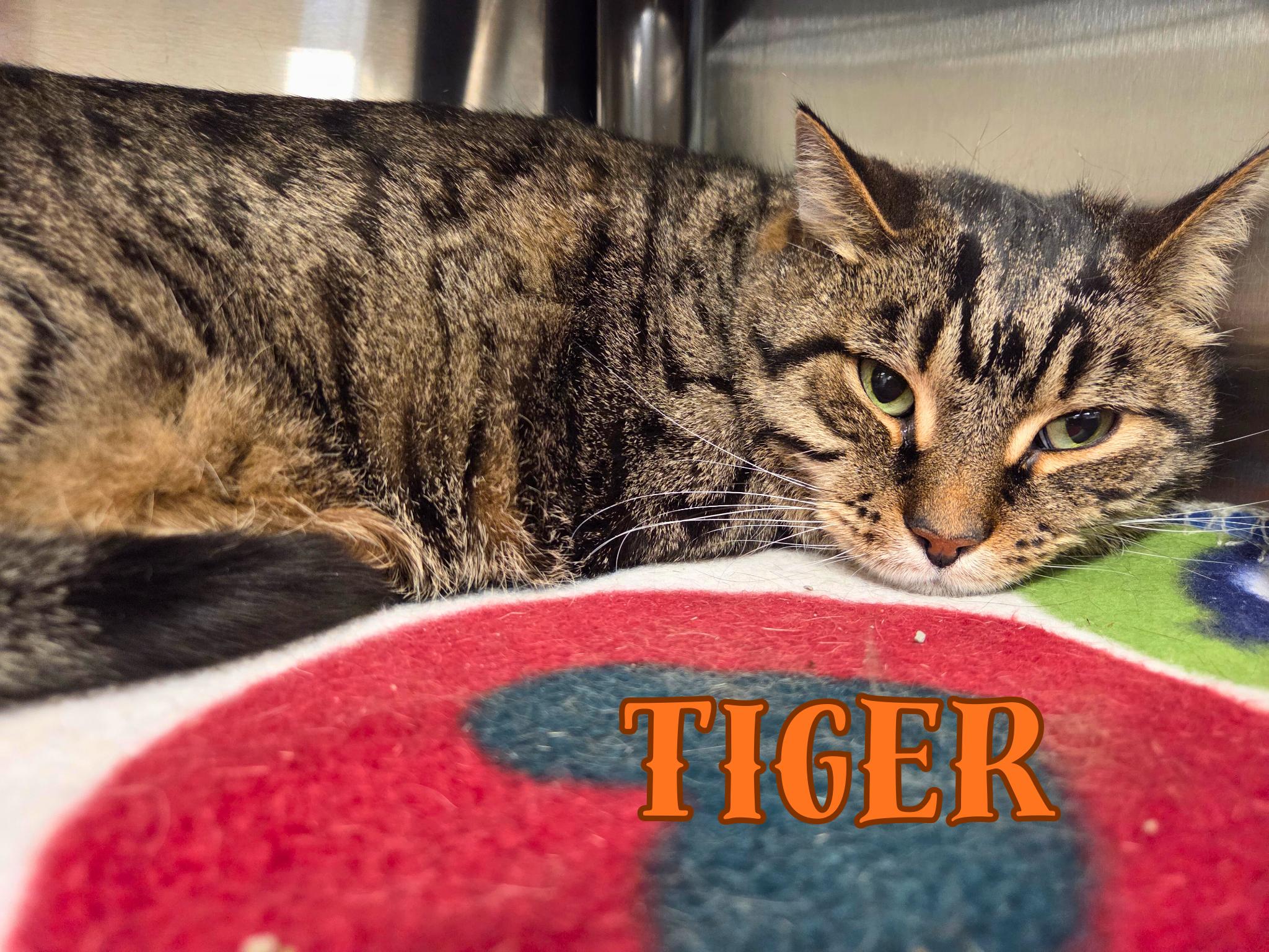 Tiger, adopted, Adult Male Domestic Short Hair.
