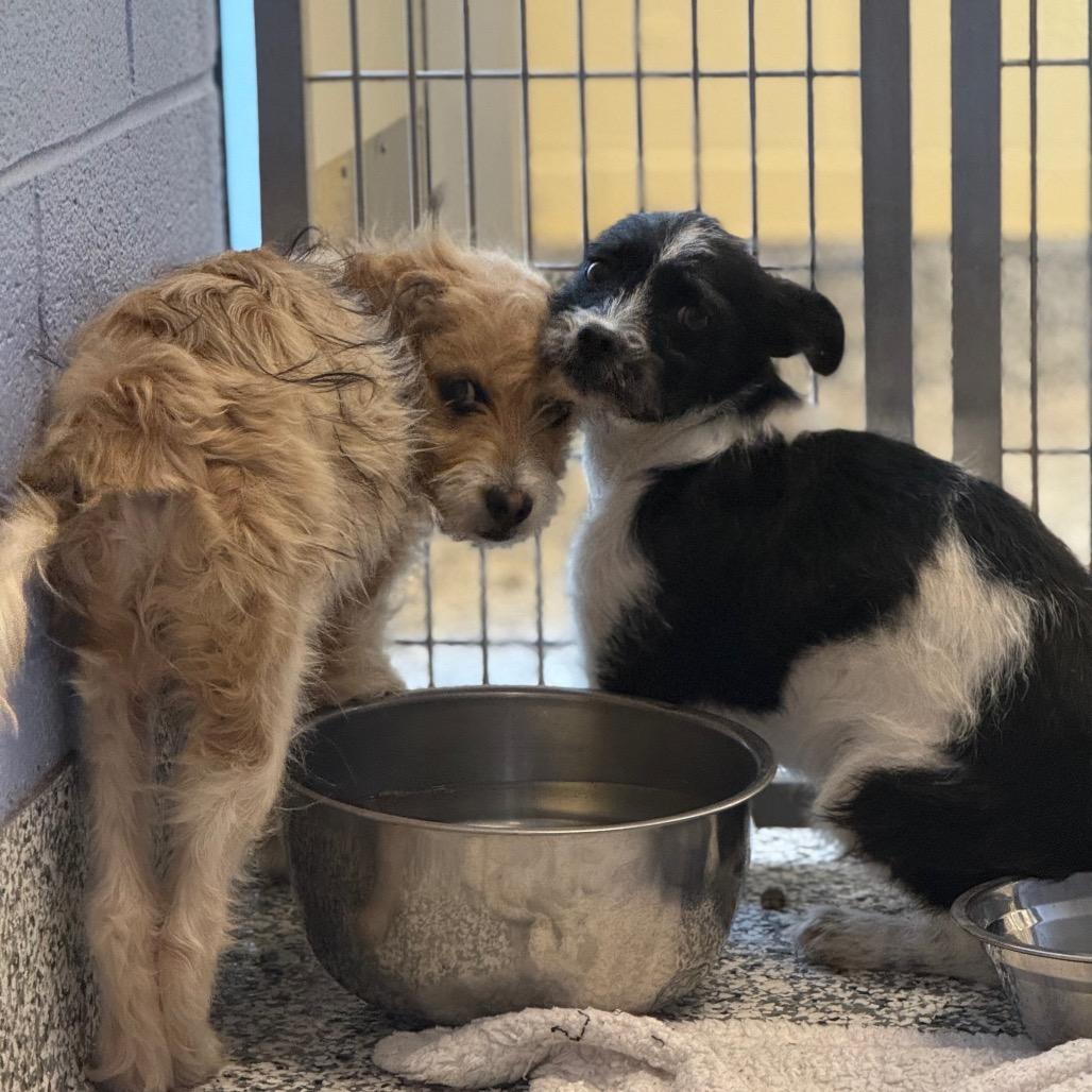 Enlarge Bailey(Burp), a Adoptable mixed breed in Madisonville, TN image 1/2