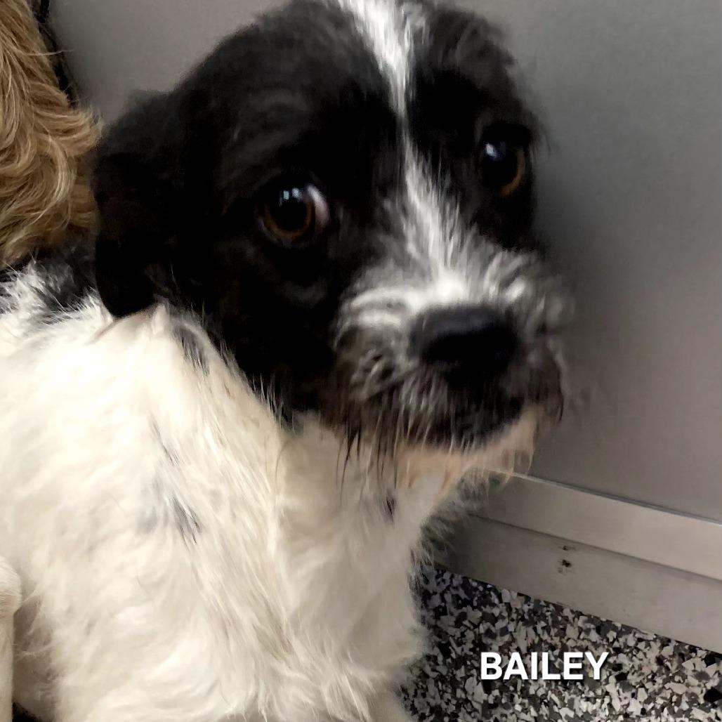 Enlarge Bailey(Burp), a Adoptable mixed breed in Madisonville, TN image 2/2