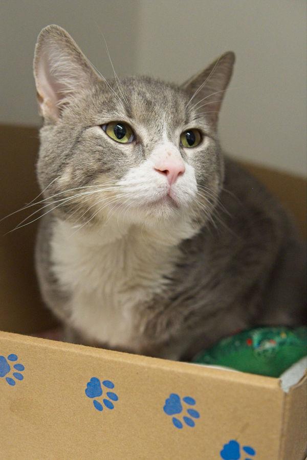 Levi Cat 8, Adoptable, Adult Male Domestic Short Hair.