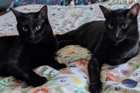 Enlarge Teeny & Twinkie, a Adoptable Domestic Short Hair in Milwaukee, WI image 1/1