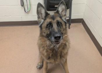 Inga, Adoptable, Senior Female German Shepherd Dog & Mixed Breed.