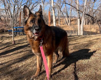 Enlarge Inga, a Adoptable mixed breed in Boulder, CO image 2/2