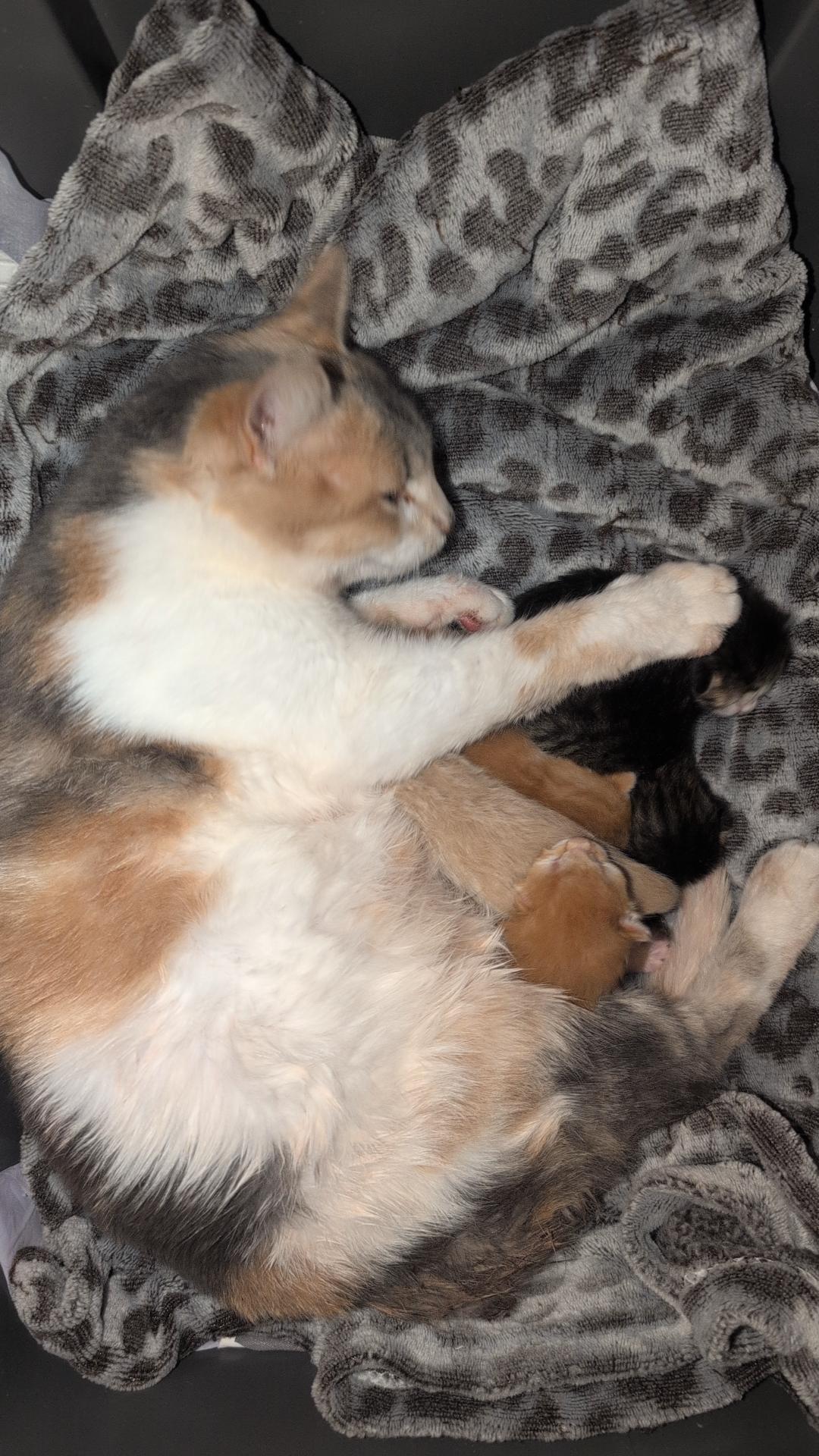Enlarge Valentine, an adoptable Dilute Calico in Gardnerville, NV image 2/6