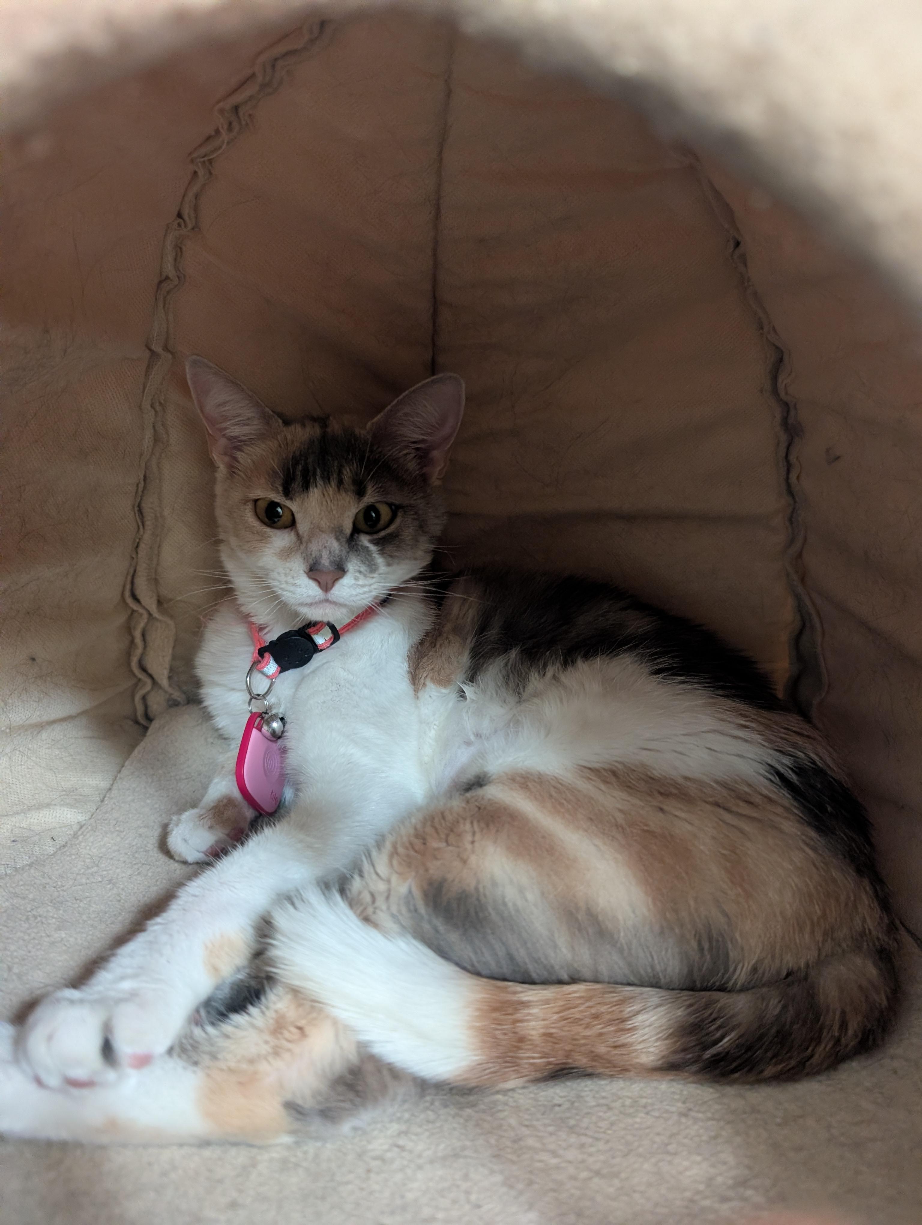 Enlarge Valentine, an adoptable Dilute Calico in Gardnerville, NV image 4/6