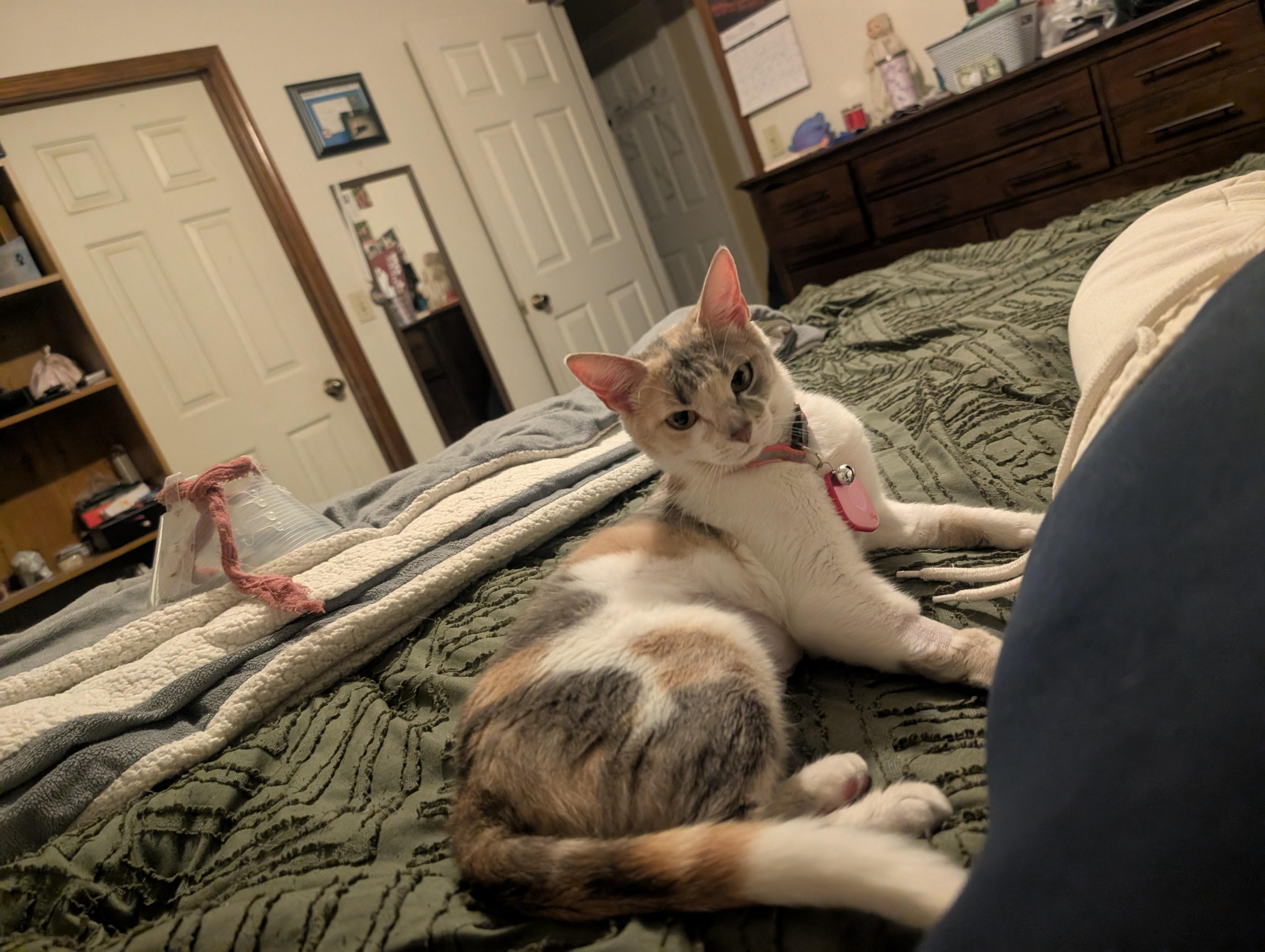 Enlarge Valentine, an adoptable Dilute Calico in Gardnerville, NV image 5/6