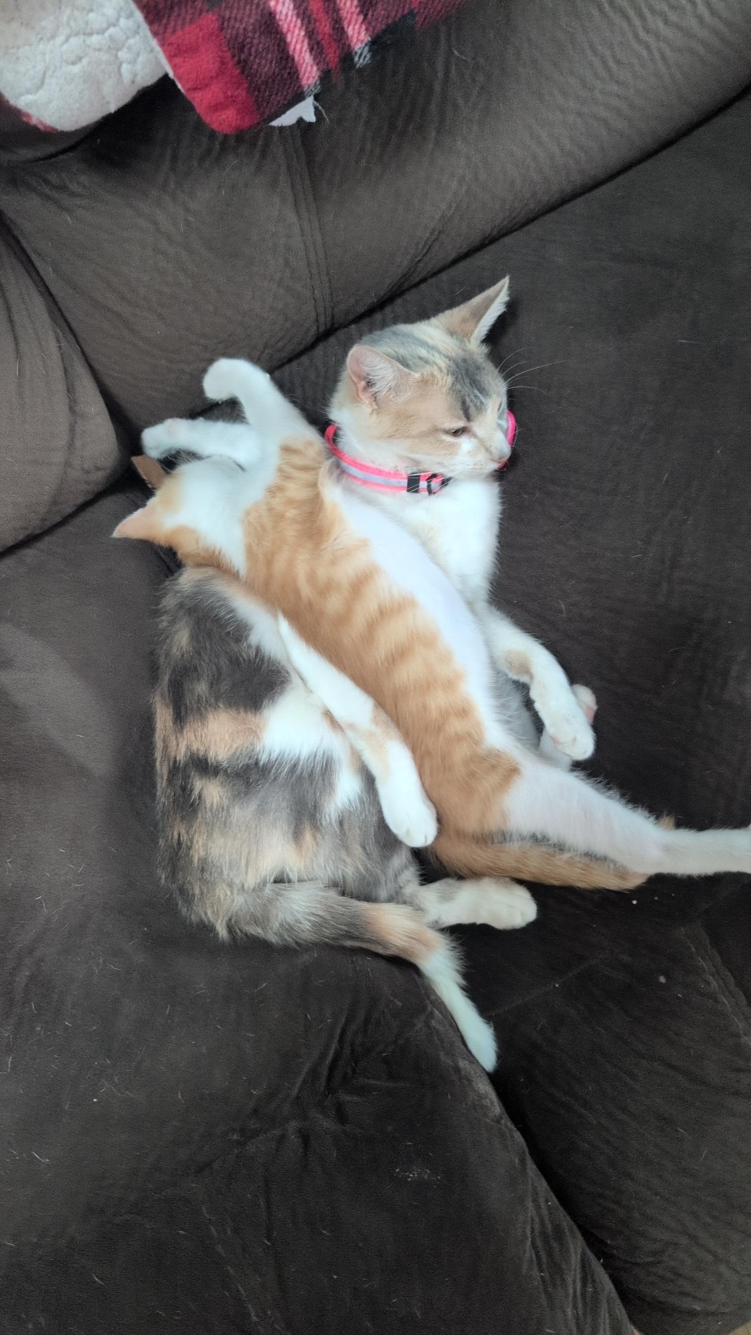 Enlarge Valentine, an adoptable Dilute Calico in Gardnerville, NV image 3/6