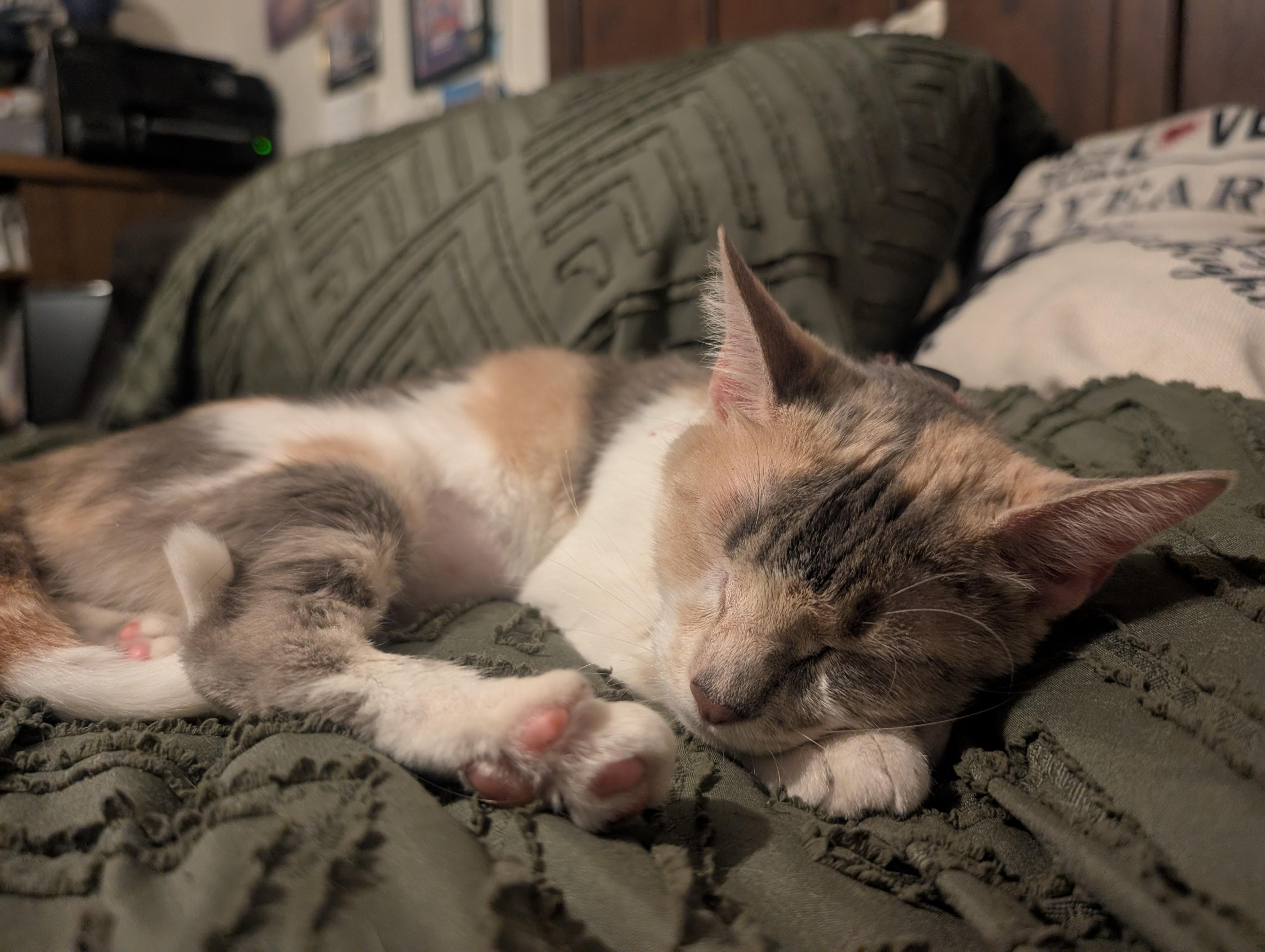 Valentine, adoptable, Adult Female Dilute Calico.