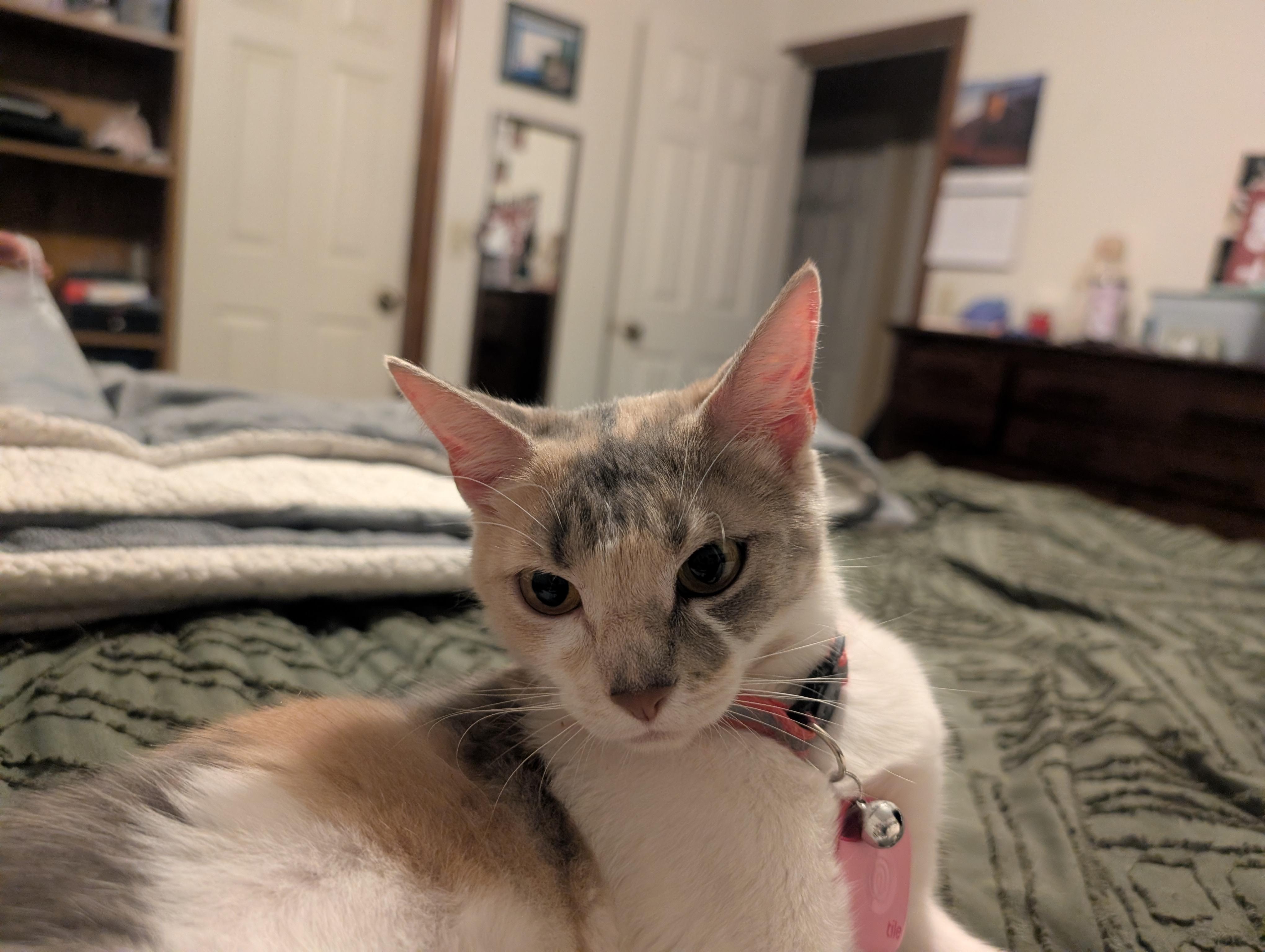 Enlarge Valentine, an adoptable Dilute Calico in Gardnerville, NV image 6/6