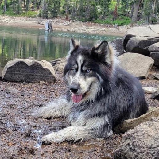 Luke, a Adoptable Husky in Stagecoach, NV image 1/2