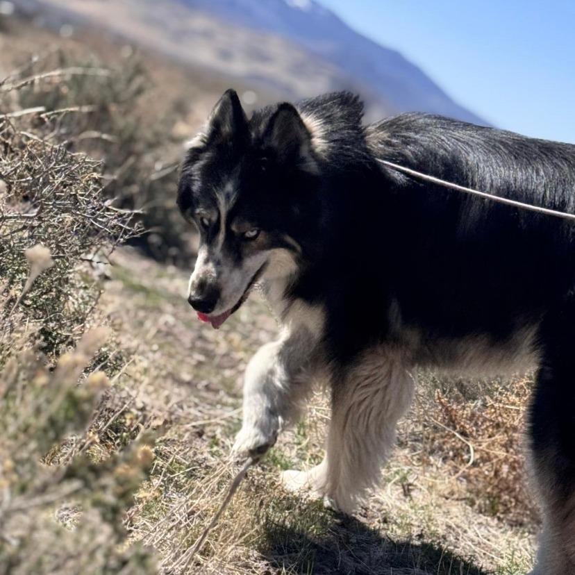 Luke, a Adoptable Husky in Stagecoach, NV image 2/2