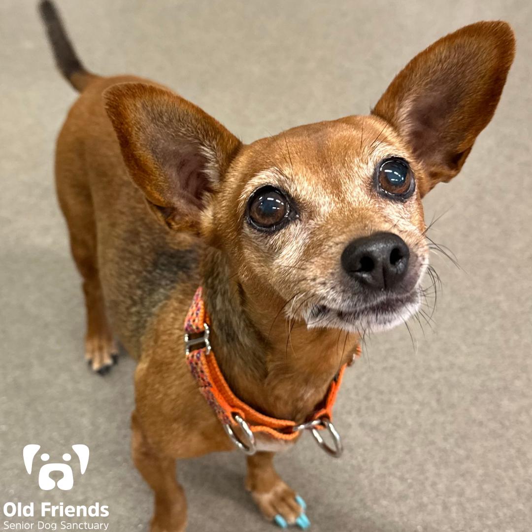 Enlarge Jazzy, a Adoptable mixed breed in Mount Juliet, TN image 1/1