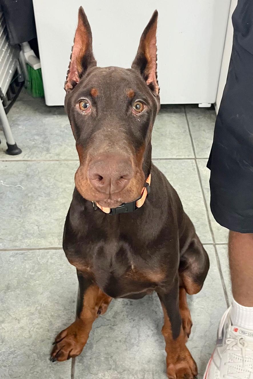 Enlarge Athena 3547, a Adopted Doberman Pinscher in Oakland Park, FL image 1/1