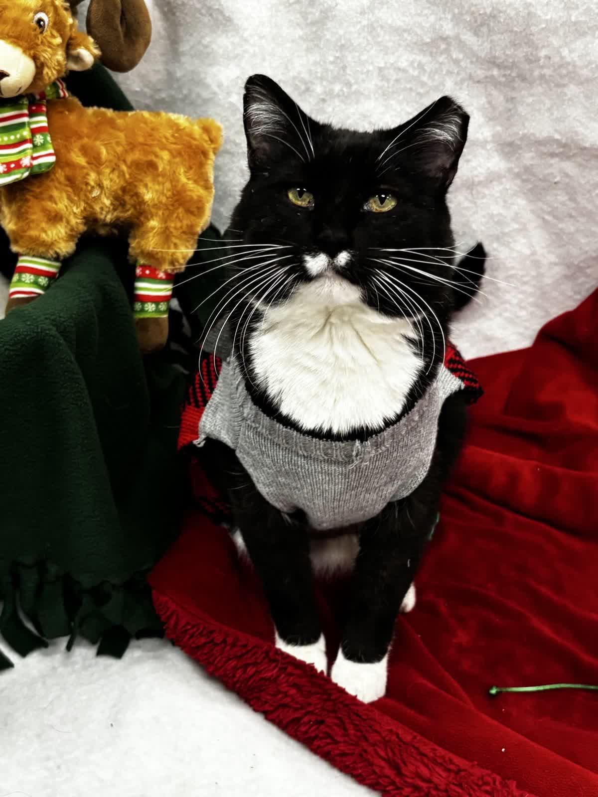 Enlarge Boots, an adopted Domestic Medium Hair in Pueblo, CO image 1/4