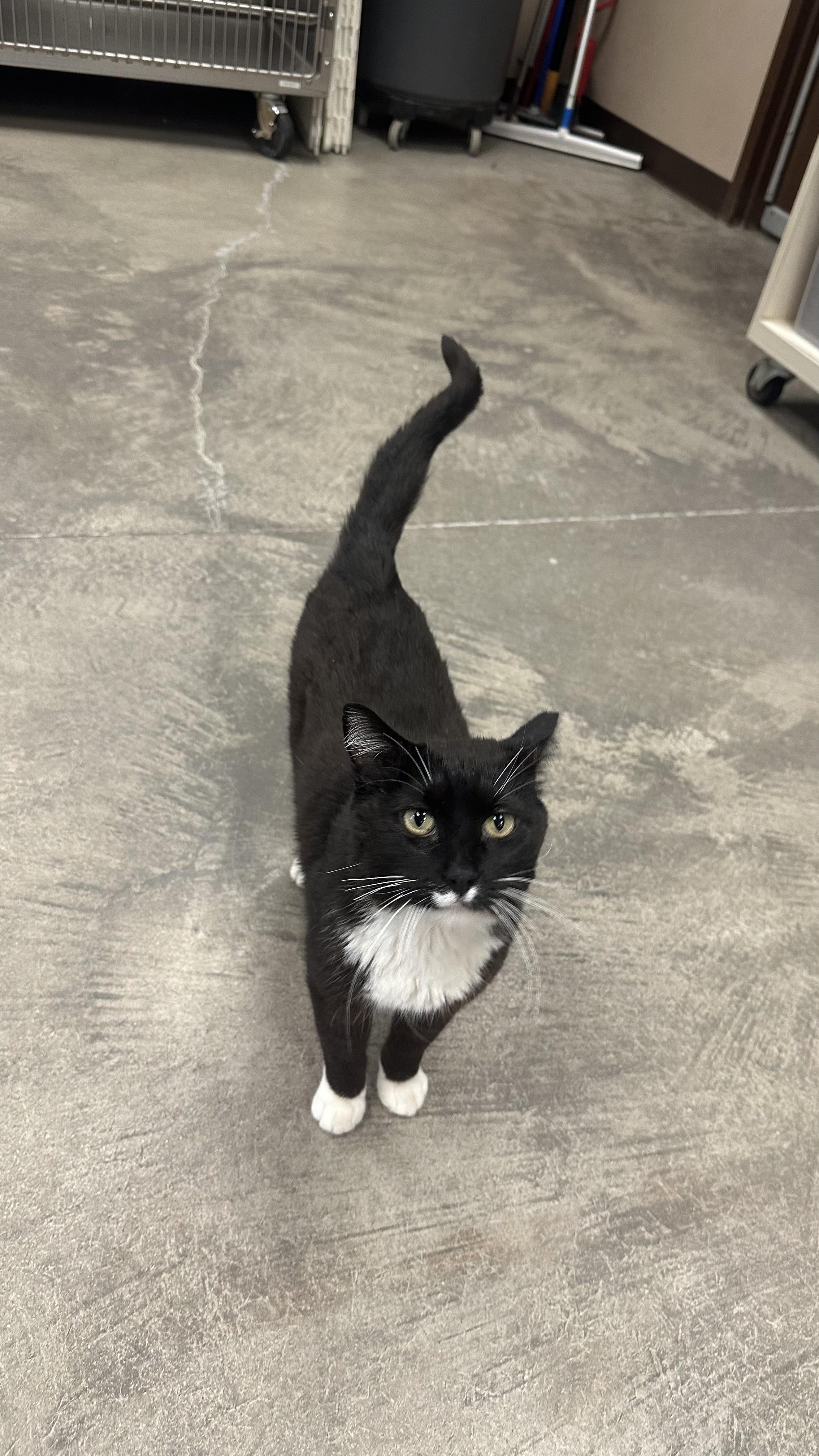 Enlarge Boots, an adopted Domestic Medium Hair in Pueblo, CO image 3/4