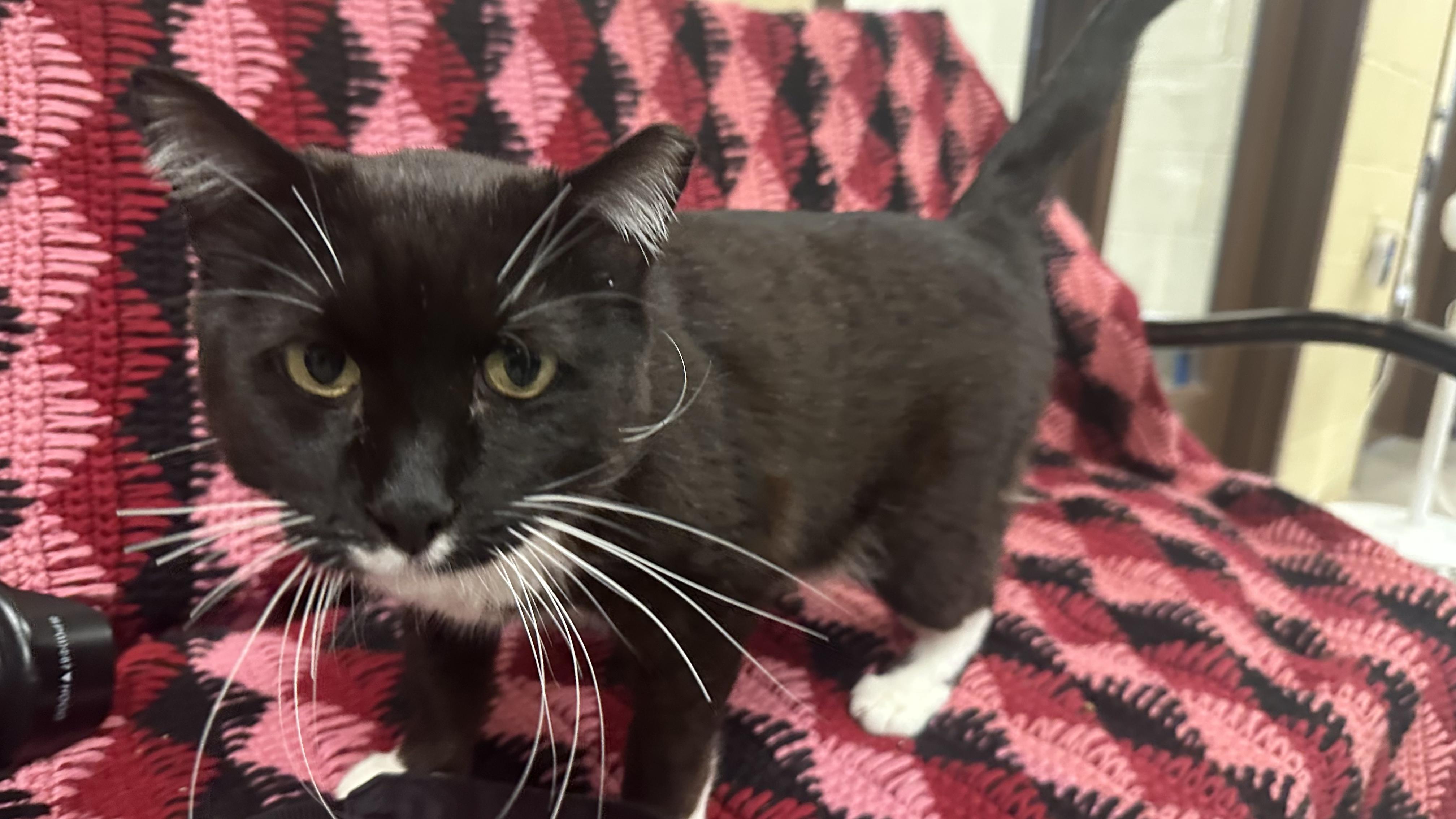 Enlarge Boots, an adopted Domestic Medium Hair in Pueblo, CO image 4/4