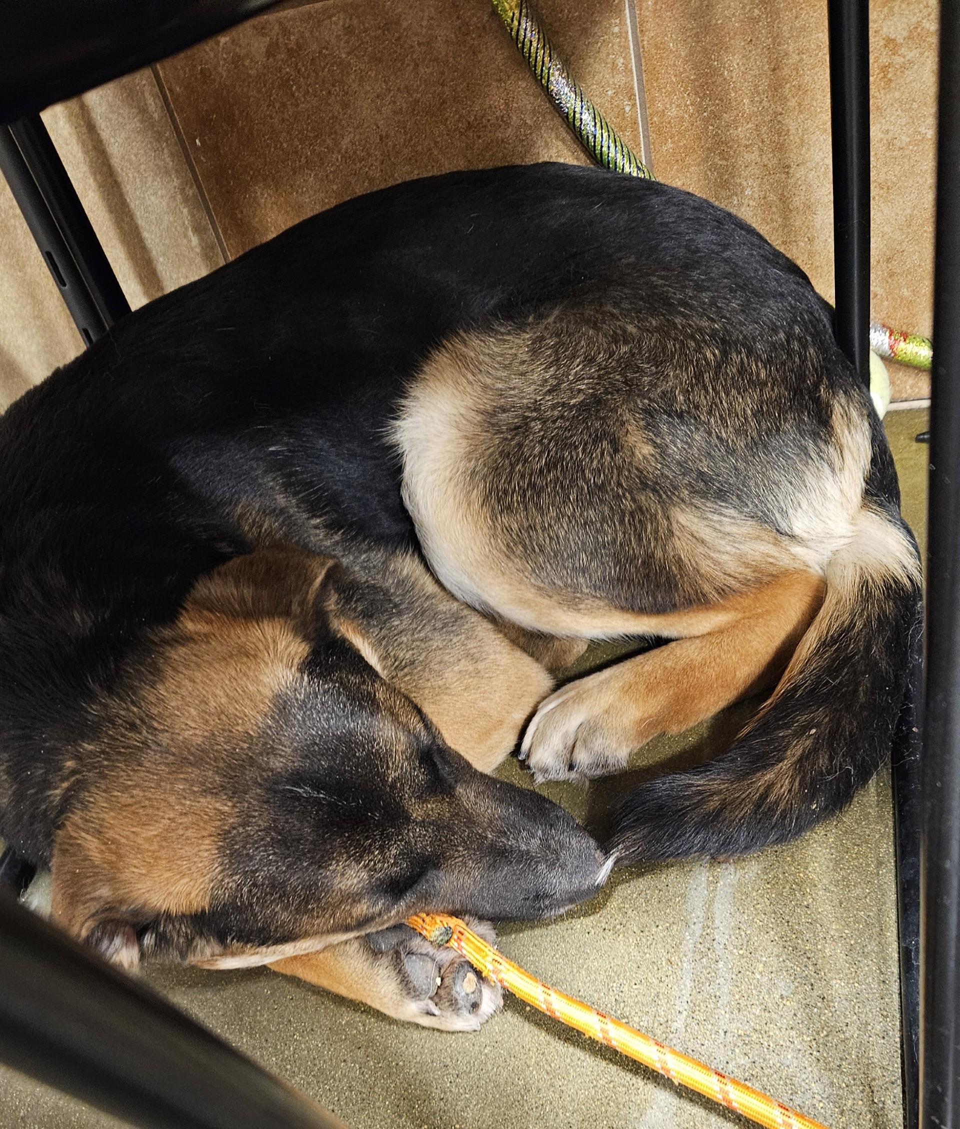 Enlarge Maverick-I25072, a ADOPTABLE German Shepherd Dog in Anoka, MN image 5/5