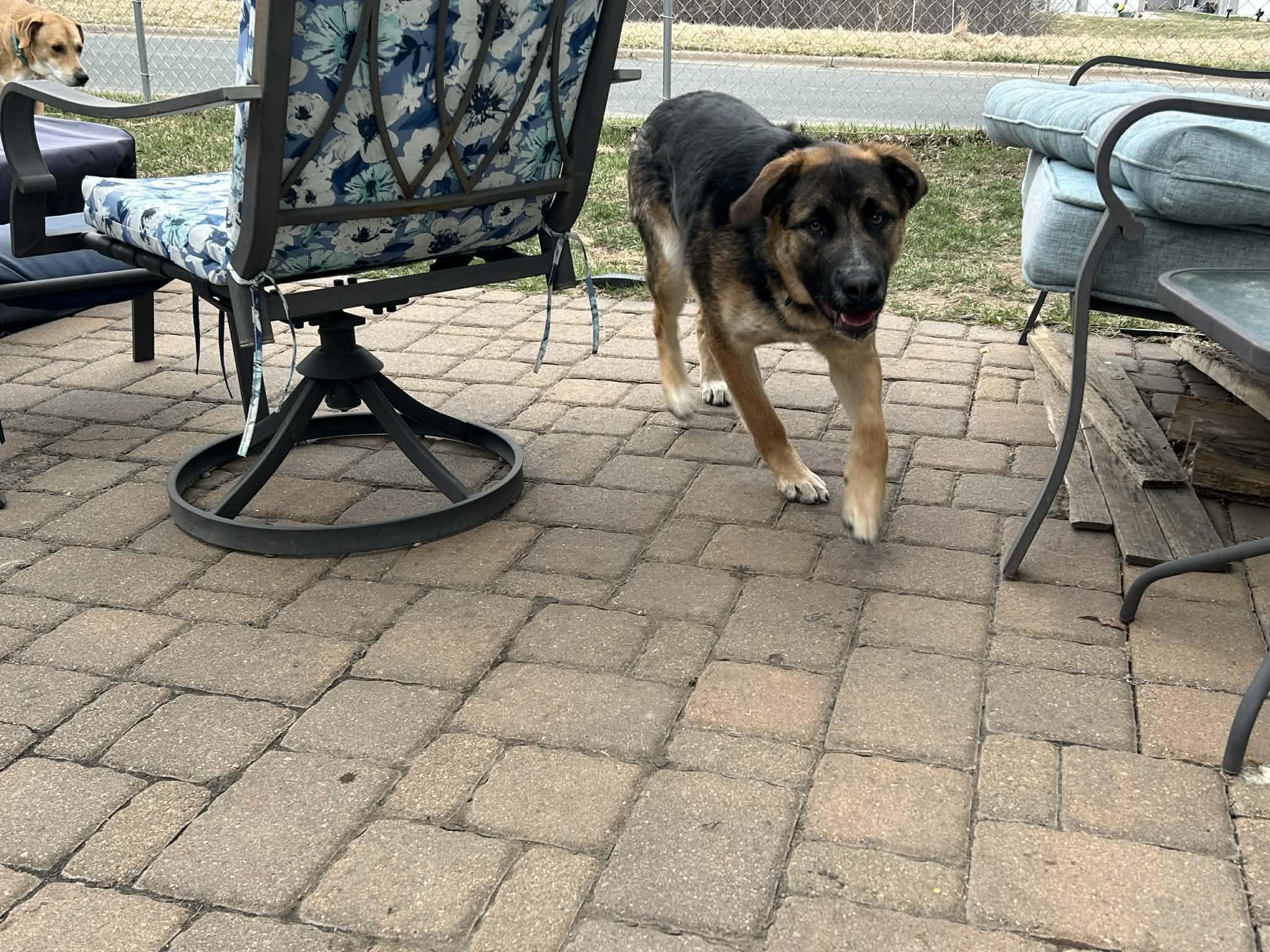 Enlarge Maverick-I25072, a ADOPTABLE German Shepherd Dog in Anoka, MN image 4/5