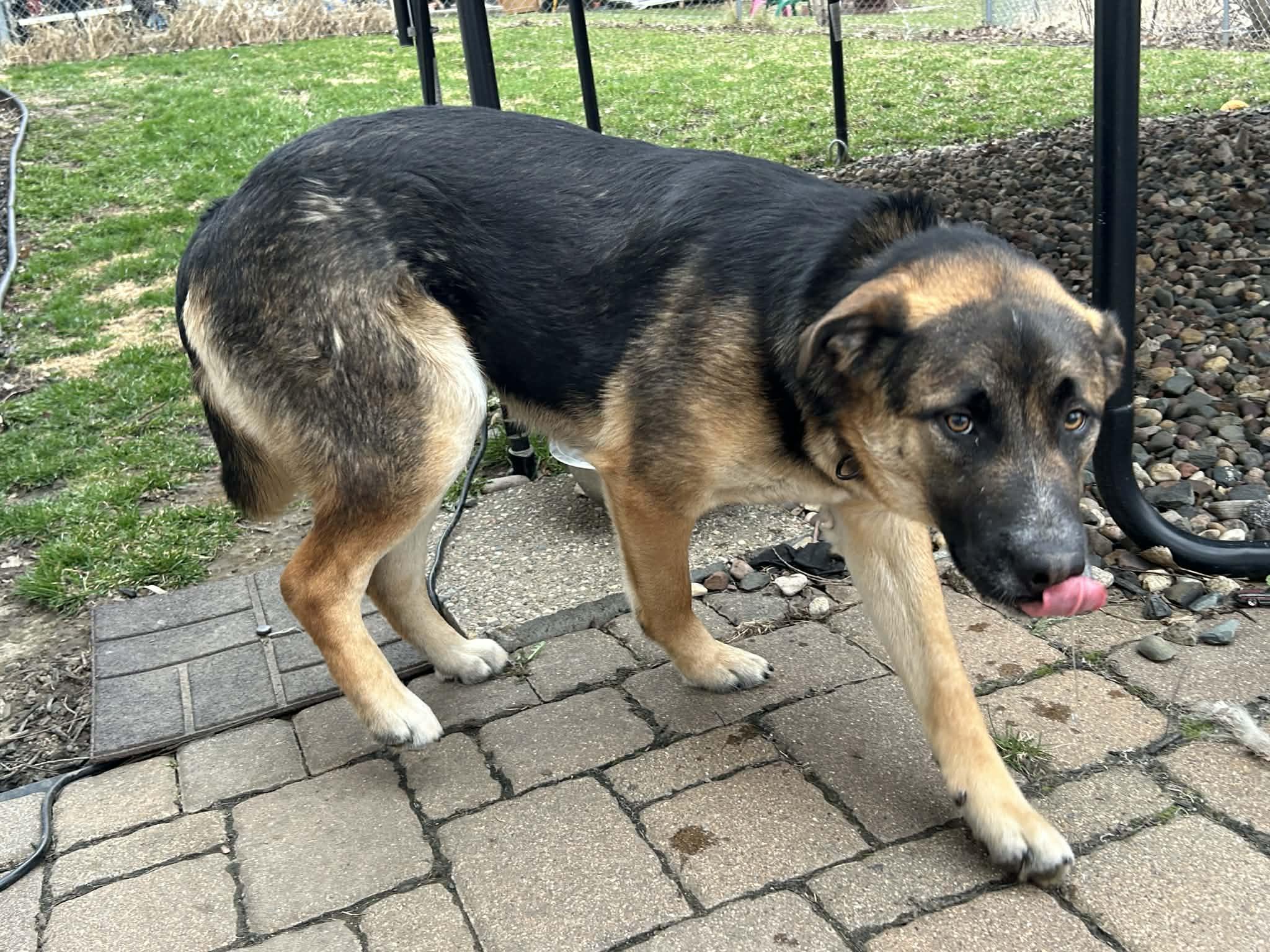 Enlarge Maverick-I25072, a ADOPTABLE German Shepherd Dog in Anoka, MN image 3/5