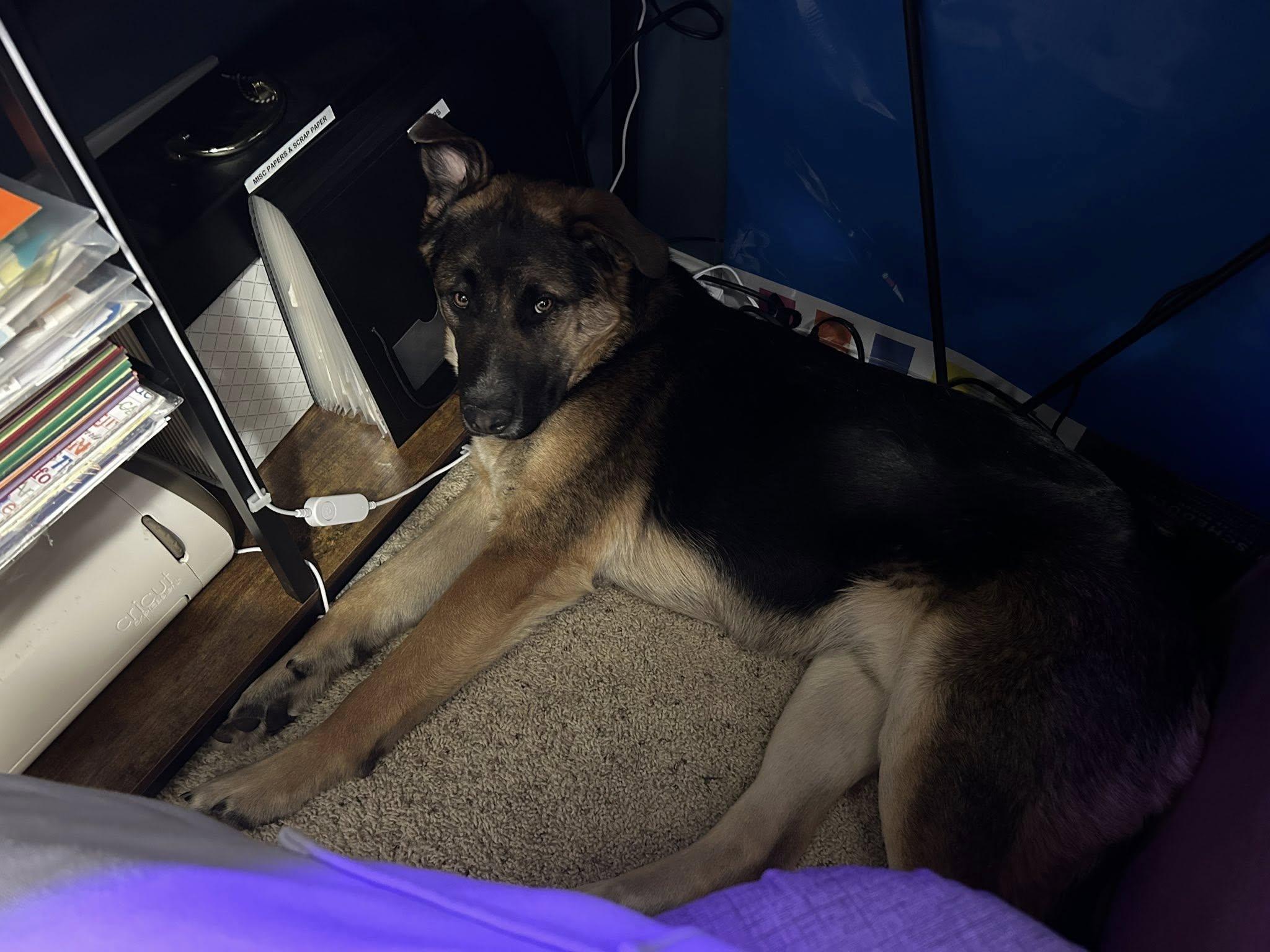 Enlarge Maverick-I25072, a ADOPTABLE German Shepherd Dog in Anoka, MN image 2/5