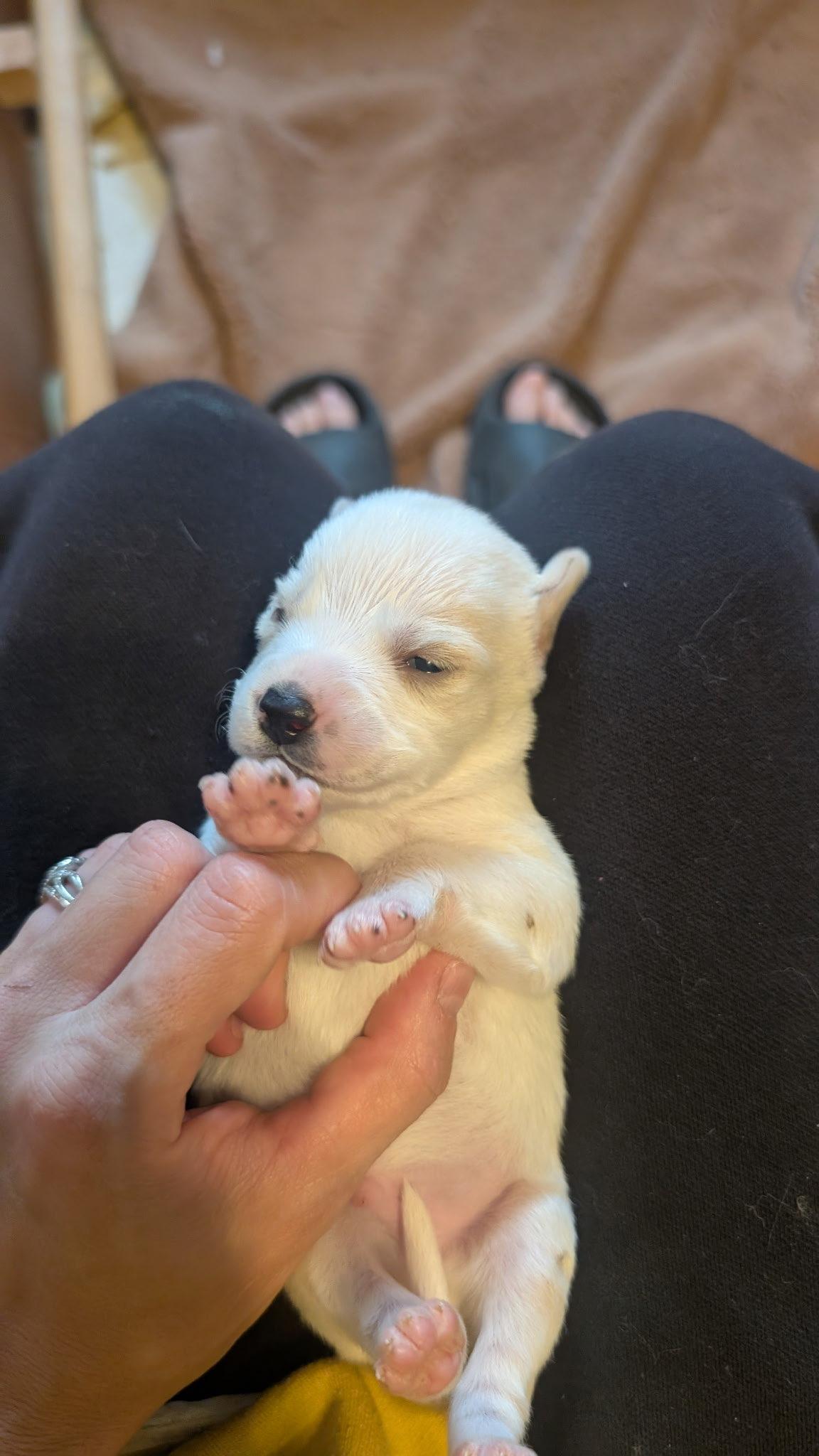 Leo, Adopted, Puppy Male Australian Shepherd.