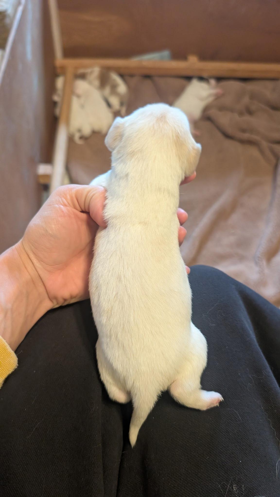 Leo, a Adopted Australian Shepherd in Fort Worth, TX image 2/3