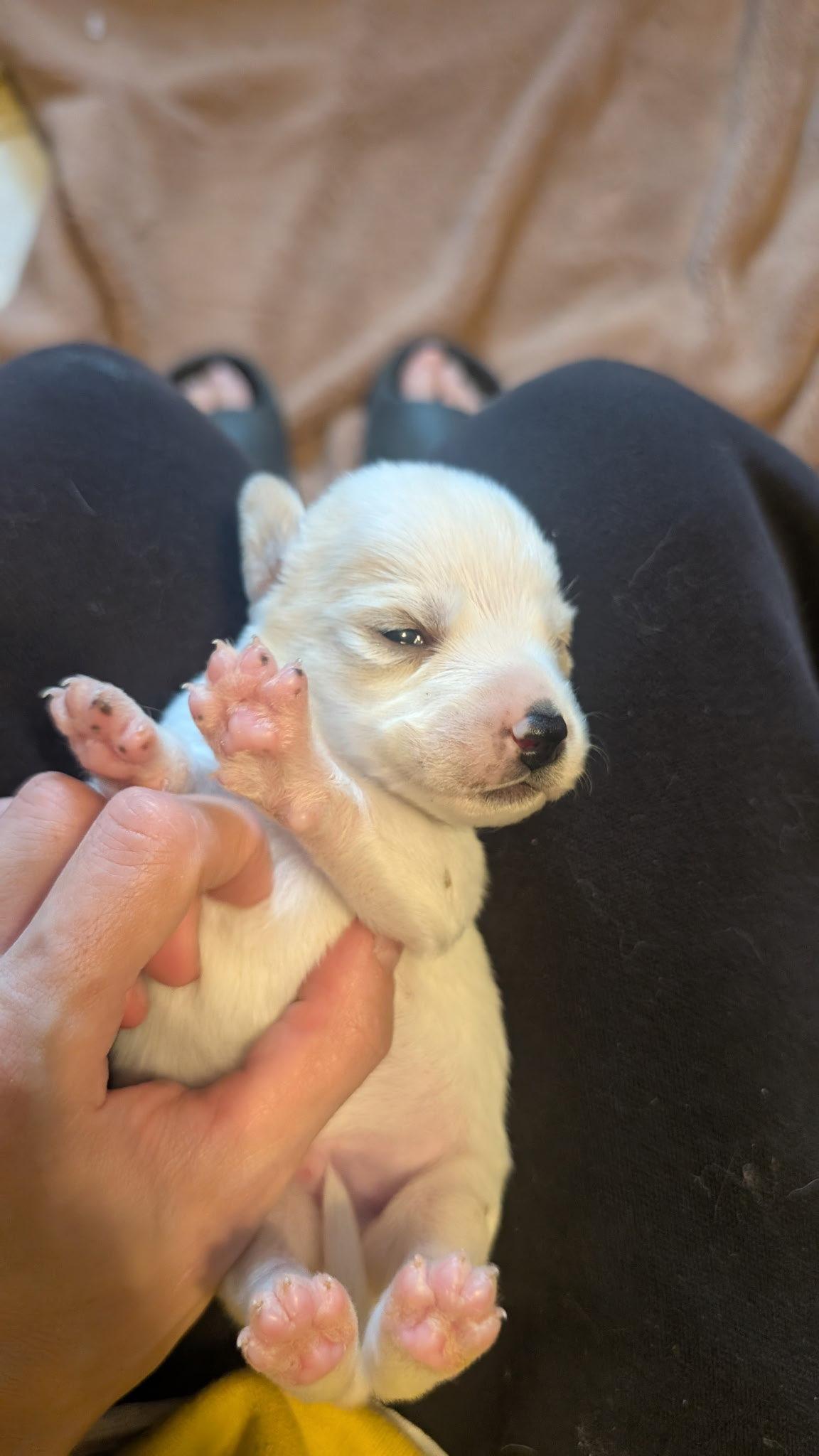Leo, a Adopted Australian Shepherd in Fort Worth, TX image 3/3