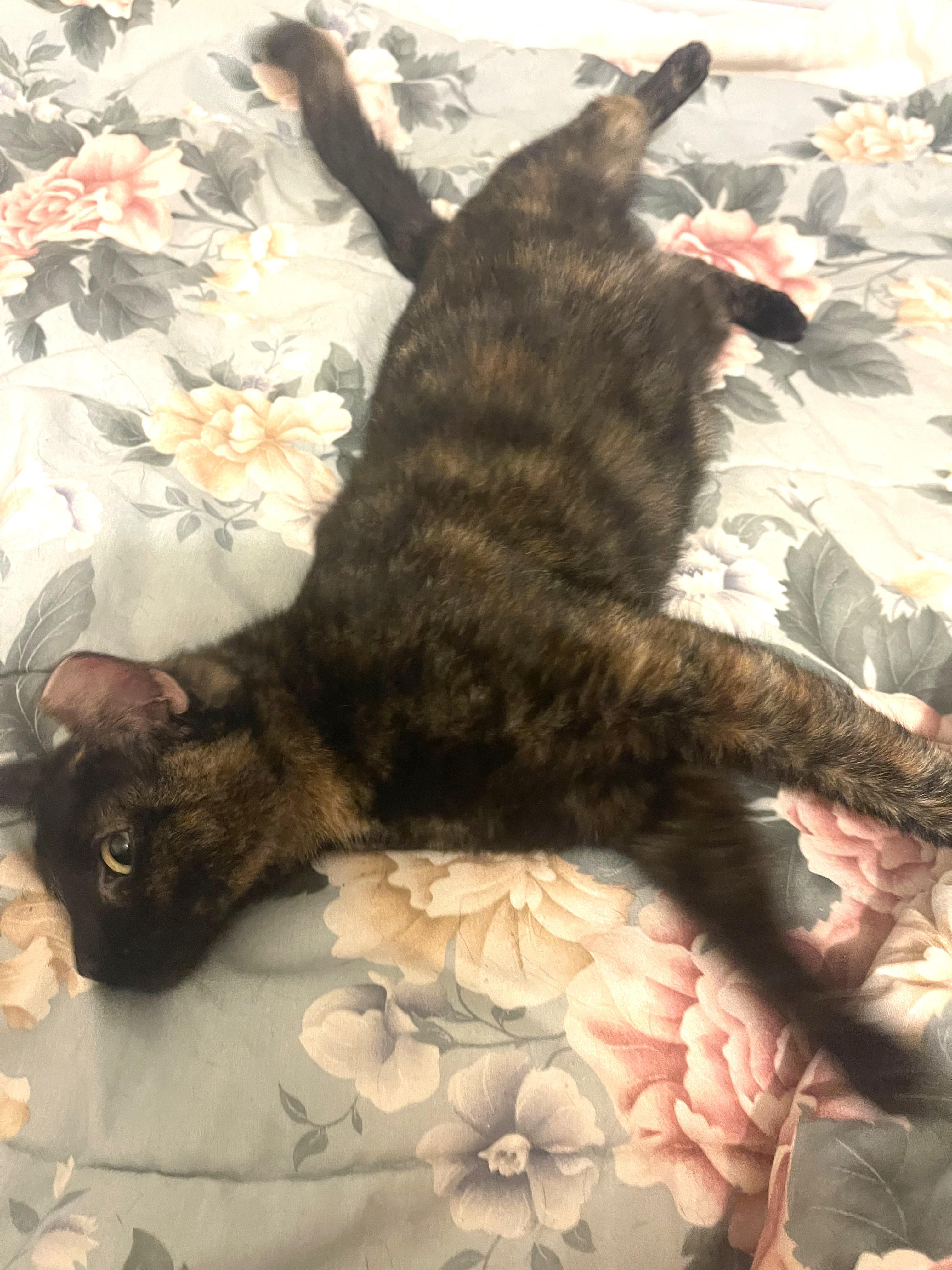 Enlarge Allie, a Adoptable Domestic Short Hair in Charlotte, NC image 5/5