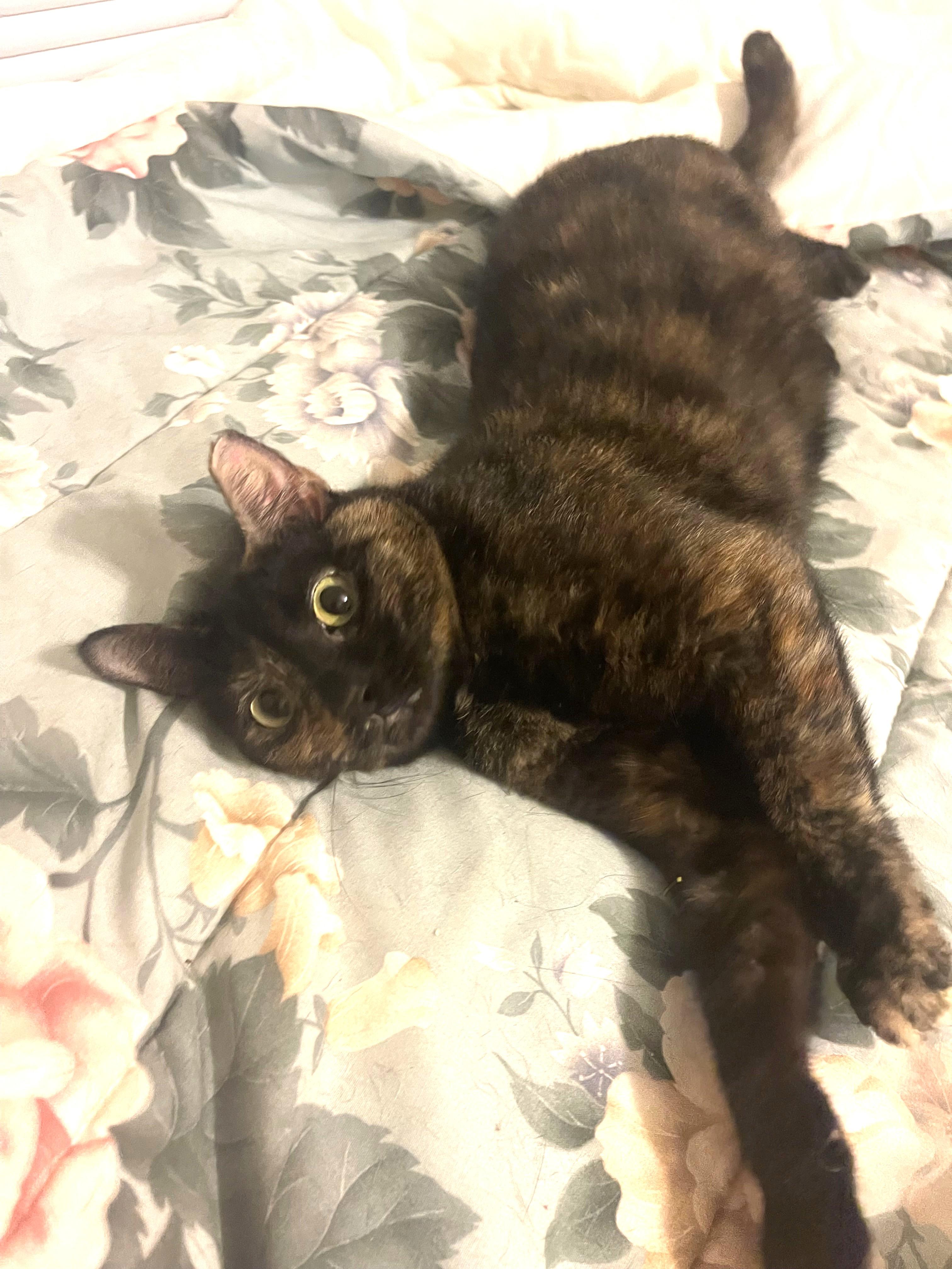 Enlarge Allie, a Adoptable Domestic Short Hair in Charlotte, NC image 2/5