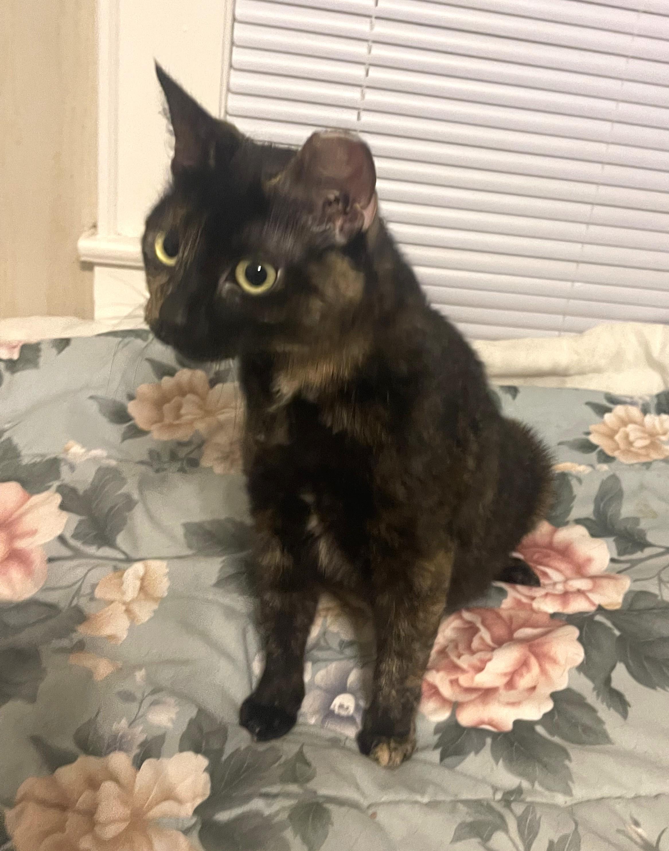 Enlarge Allie, a Adoptable Domestic Short Hair in Charlotte, NC image 3/5