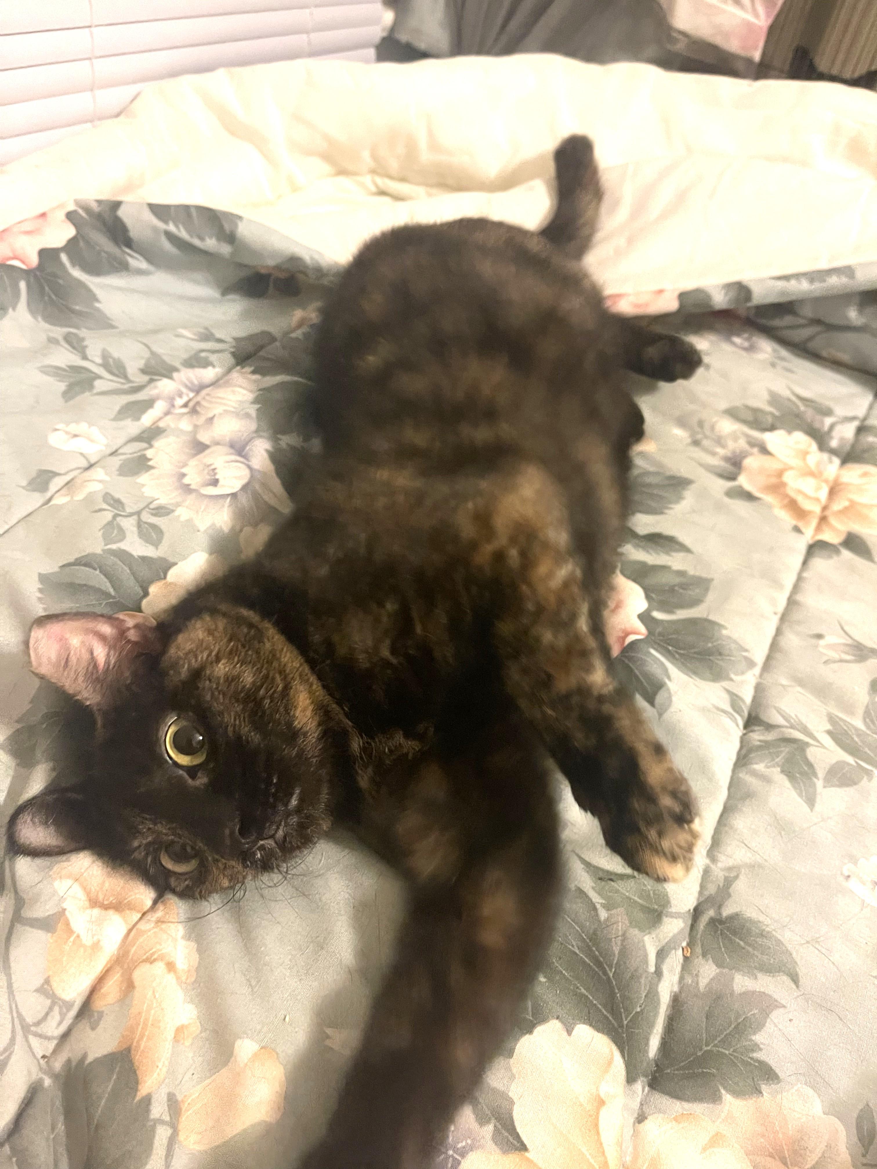 Enlarge Allie, a Adoptable Domestic Short Hair in Charlotte, NC image 4/5