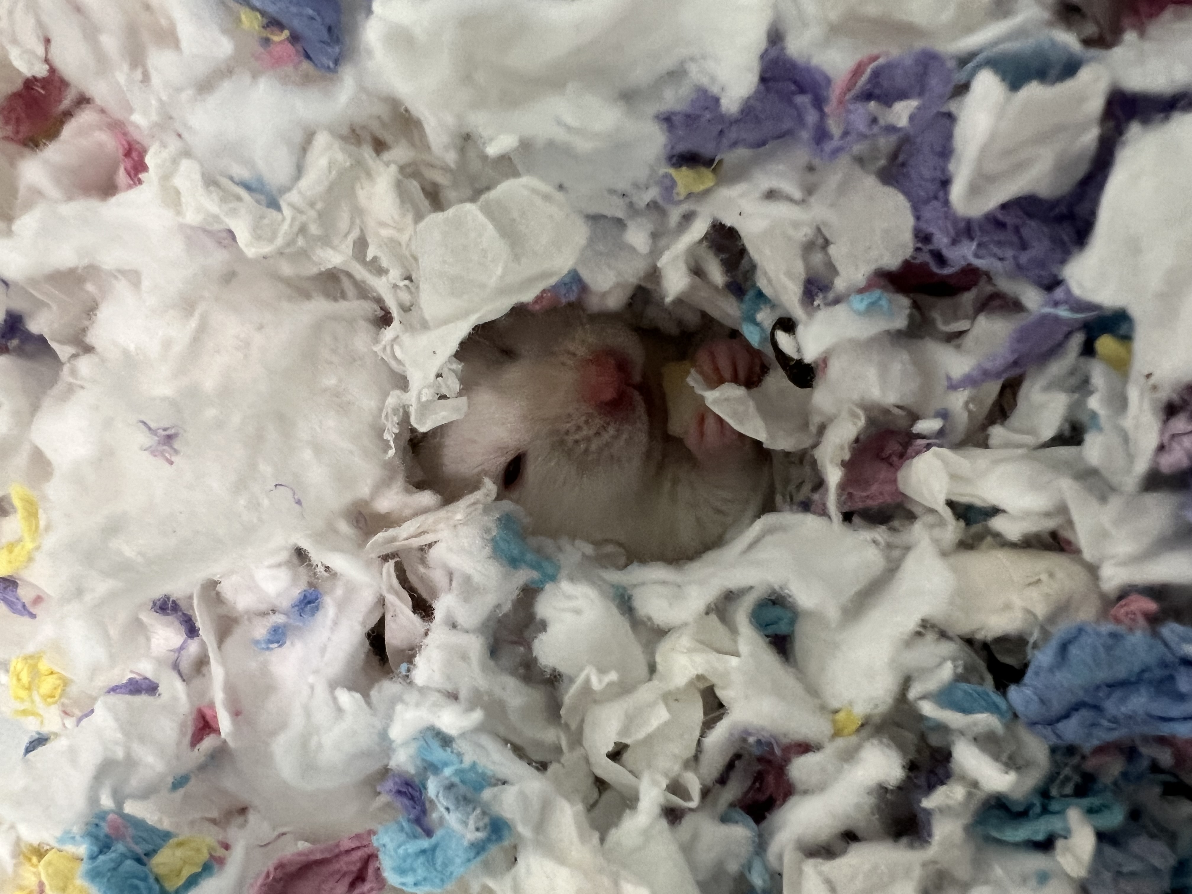 Snowball, Adopted, Senior Female Hamster.