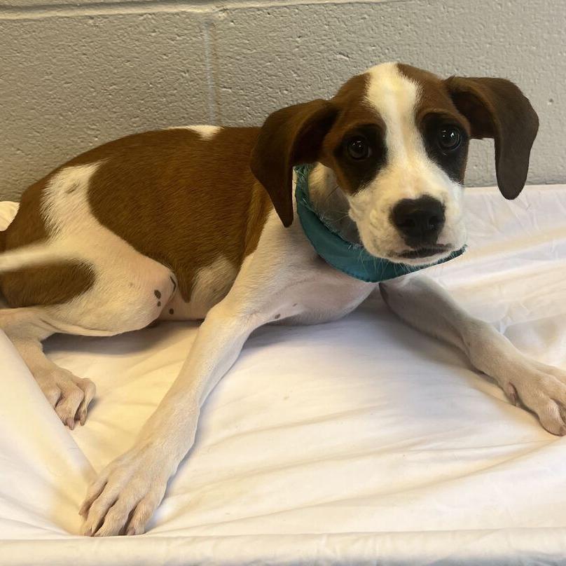 Freddy, Adoptable, Puppy Male Mixed Breed.