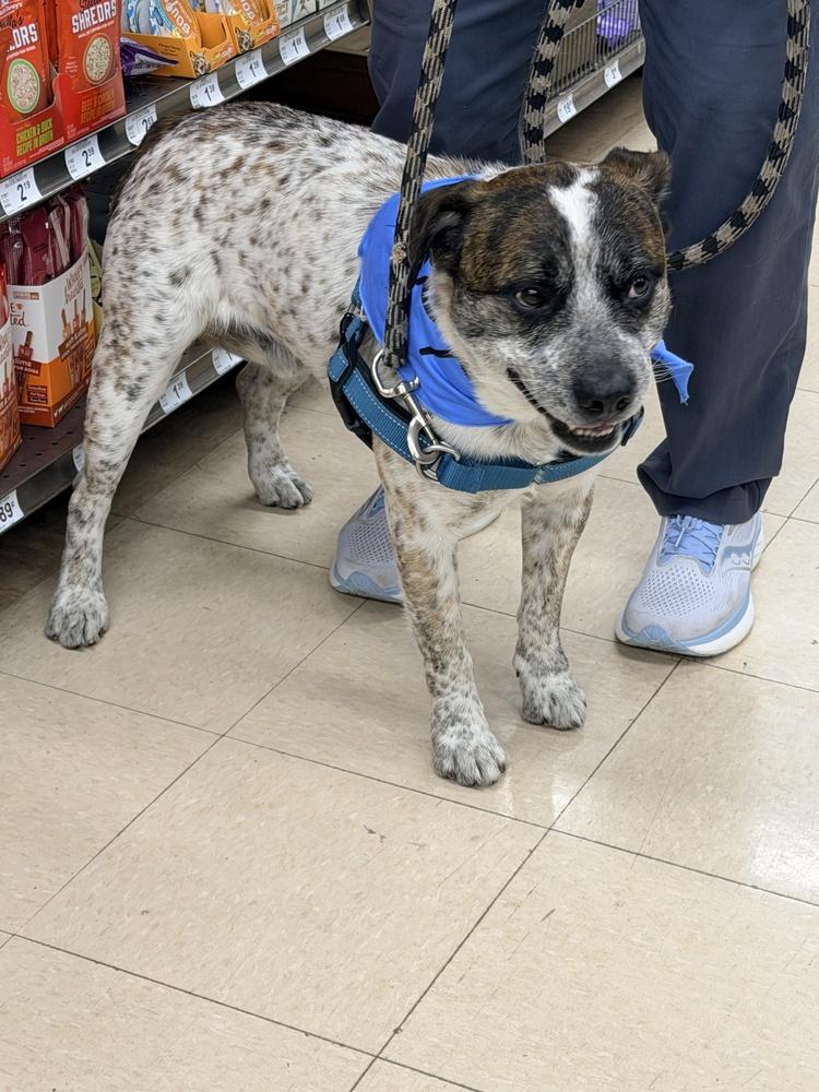 Enlarge RANGER, a Adoptable mixed breed in Broomfield, CO image 1/6
