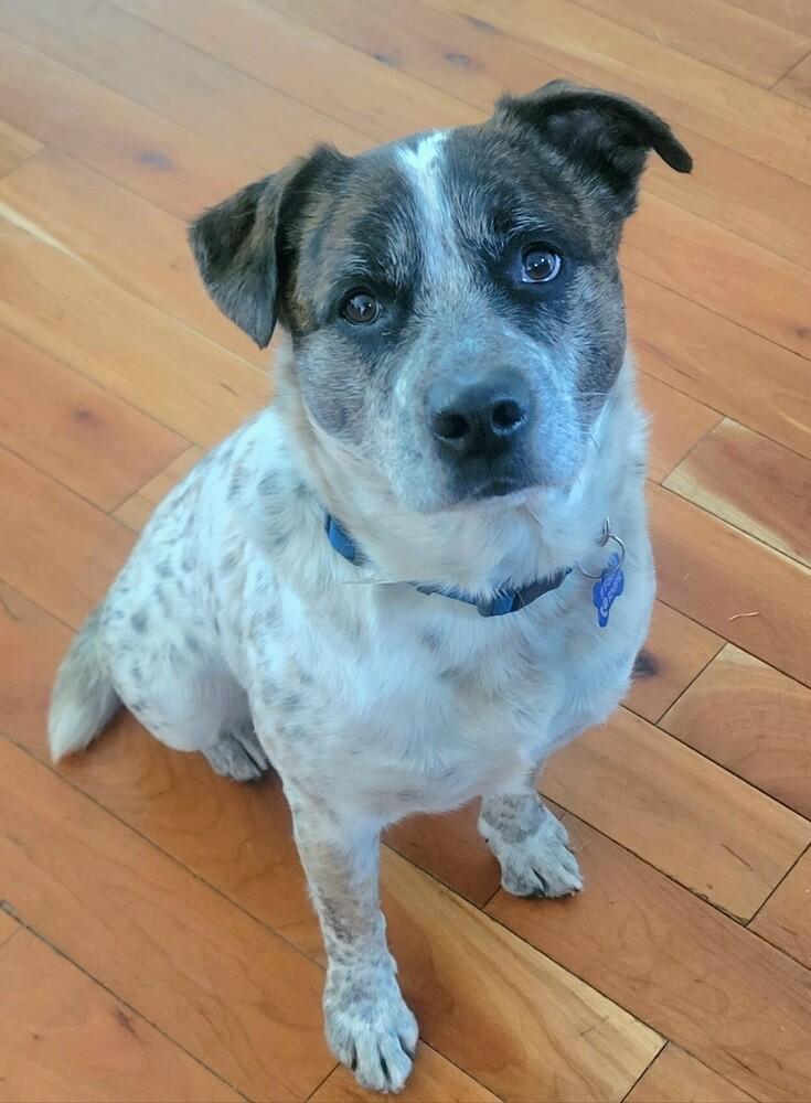 Enlarge RANGER, a Adoptable mixed breed in Broomfield, CO image 1/2