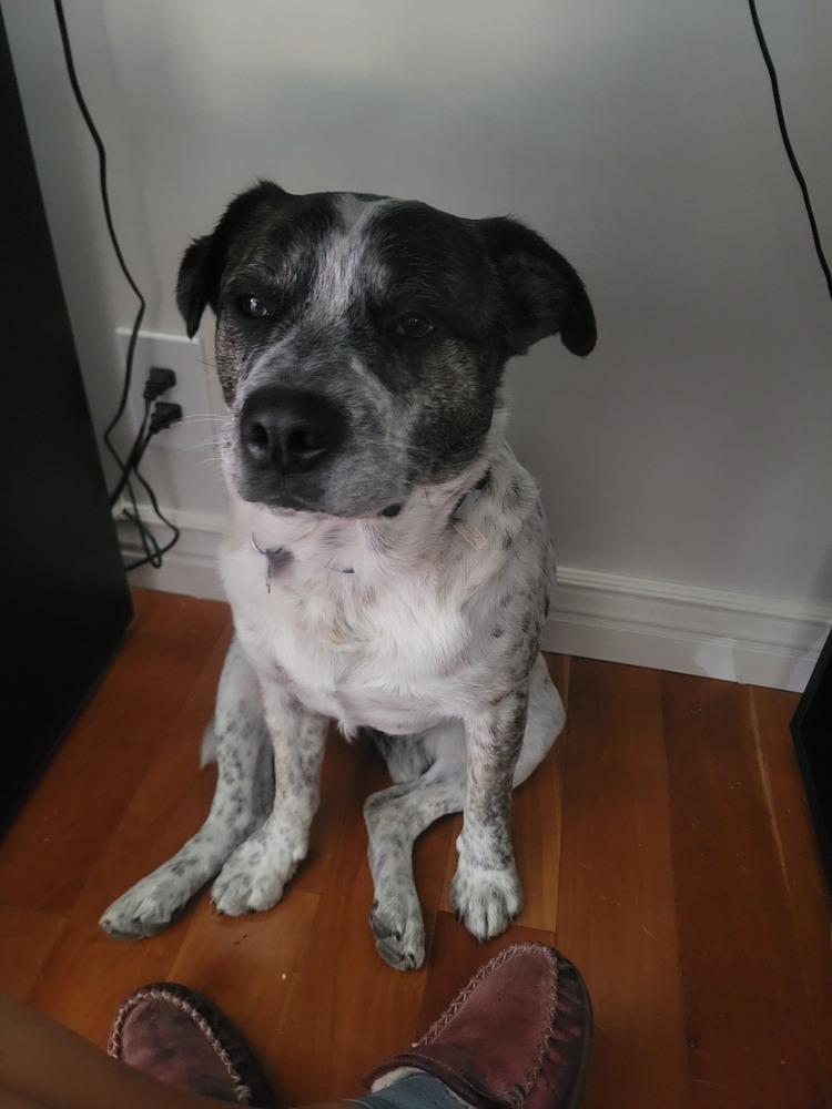 RANGER, Adoptable, Adult Male Cattle Dog.