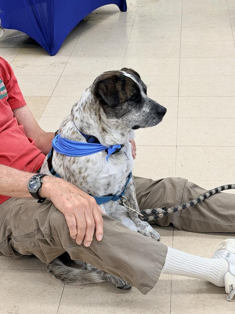 Enlarge RANGER, a Adoptable mixed breed in Broomfield, CO image 3/6