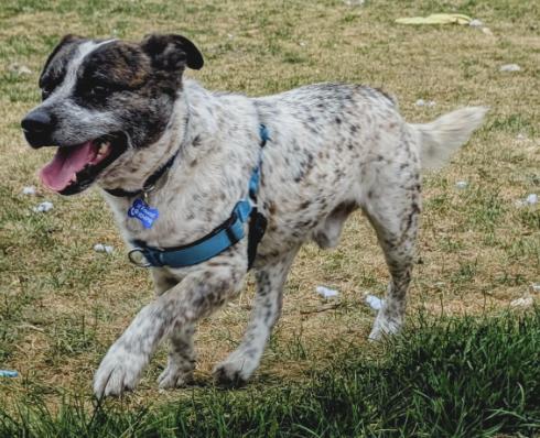 Enlarge RANGER, a Adoptable mixed breed in Broomfield, CO image 2/2