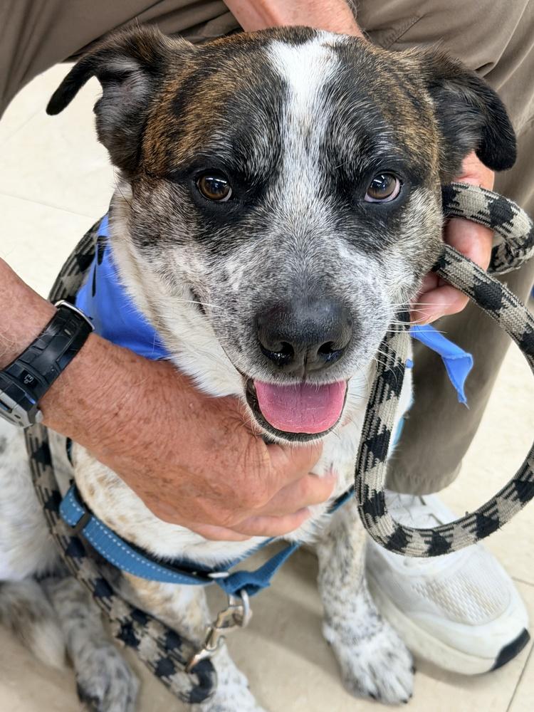 Enlarge RANGER, a Adoptable mixed breed in Broomfield, CO image 4/6
