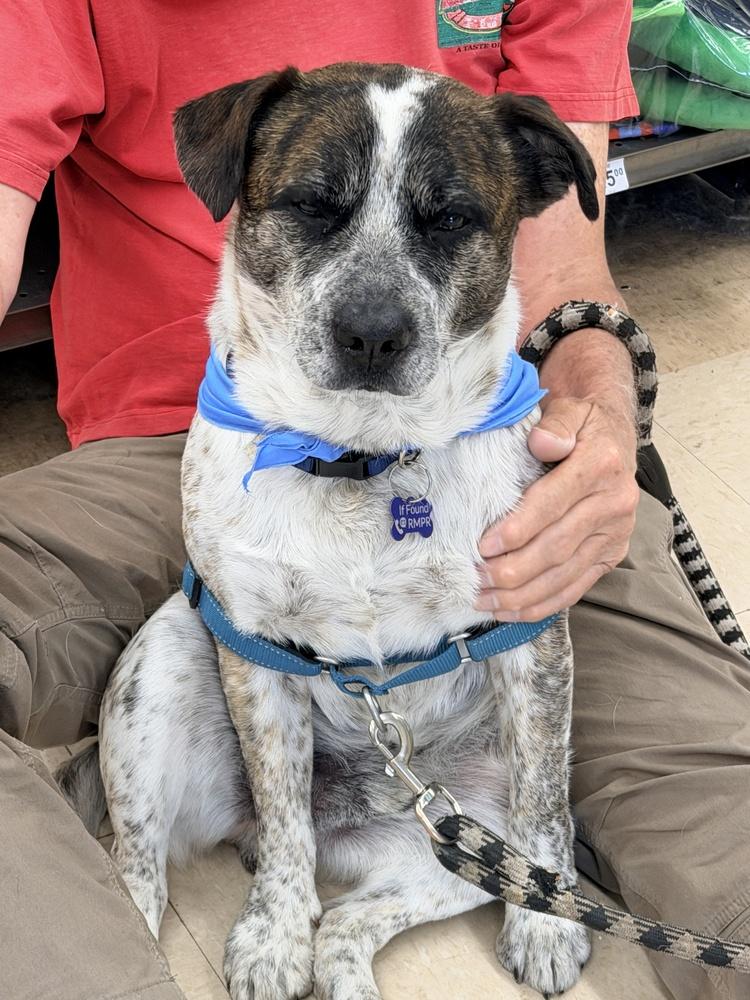 Enlarge RANGER, a Adoptable mixed breed in Broomfield, CO image 5/6