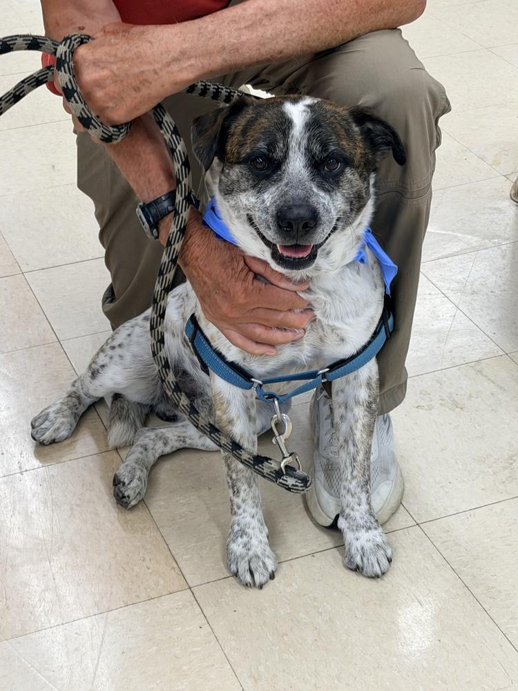 Enlarge RANGER, a Adoptable mixed breed in Broomfield, CO image 6/6