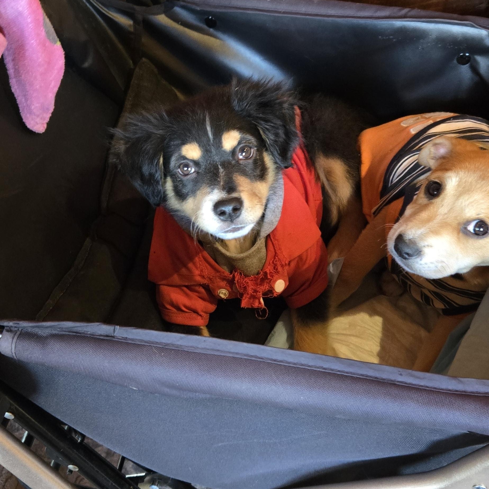 Enlarge Jason , a ADOPTABLE mixed breed in New York, NY image 4/6